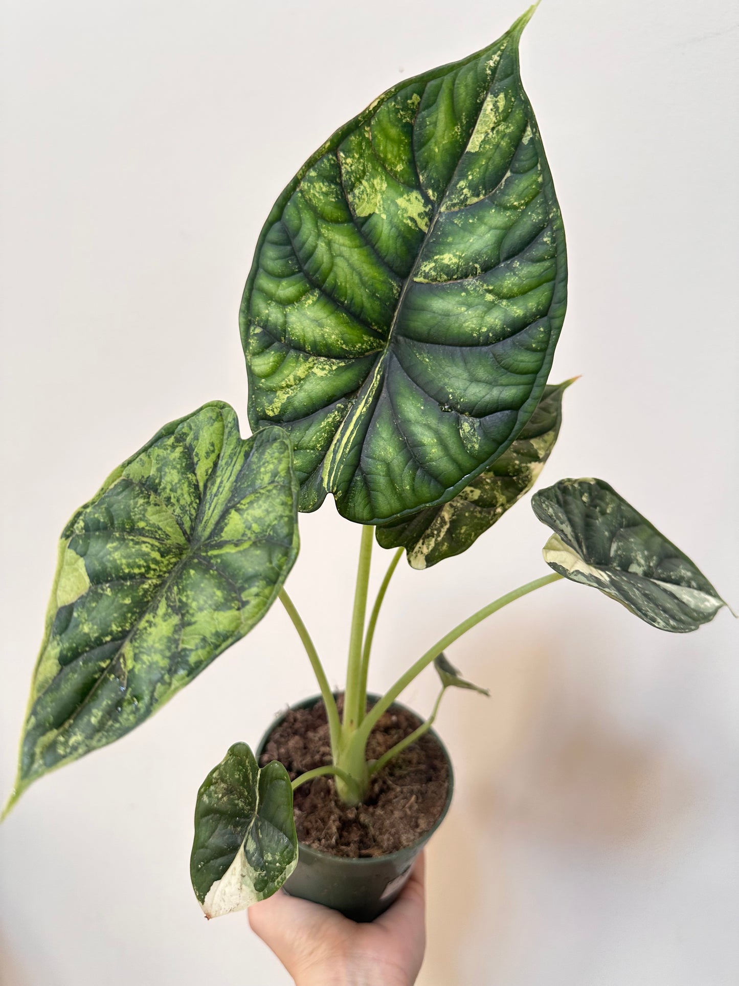 Alocasia Dragon Scale Variegated - Labour Day Sale ❤️‍🔥