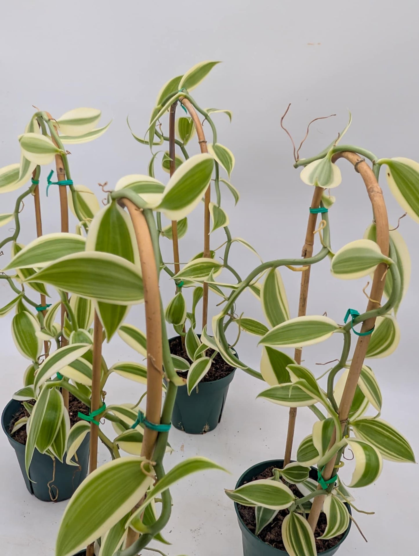 Variegated Vanilla Orchid - Good Size