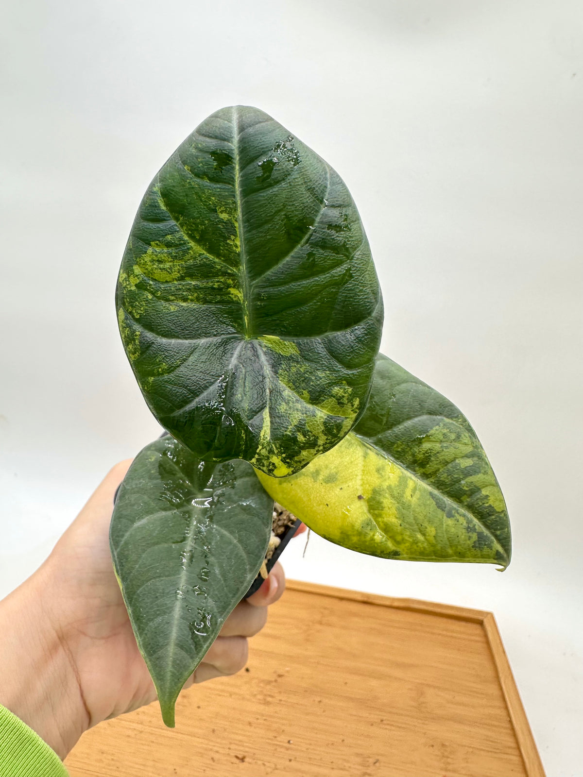Alocasia Maharini Golden Lime Variegated