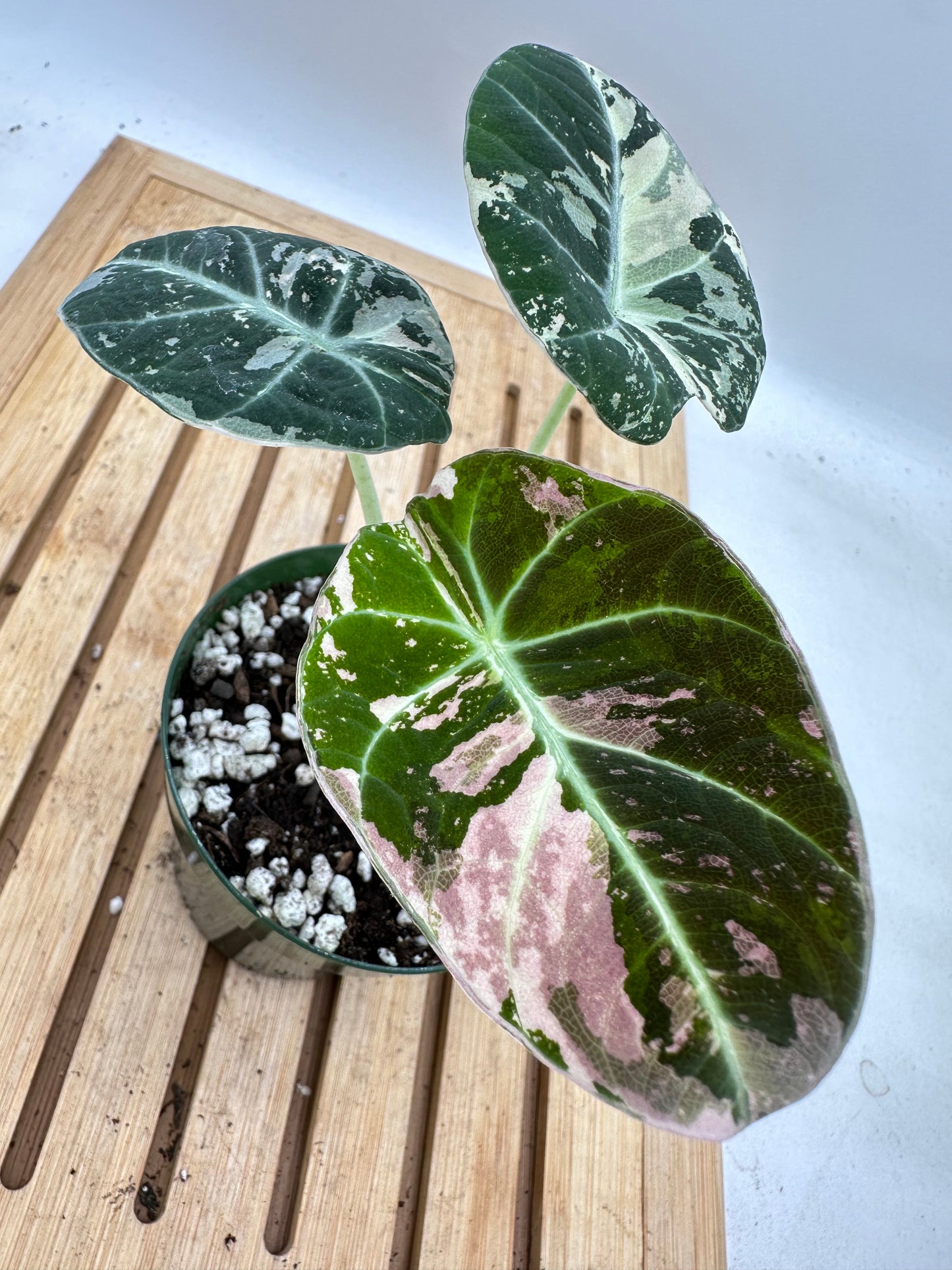 Alocasia Black Velvet Pink Albo Variegated