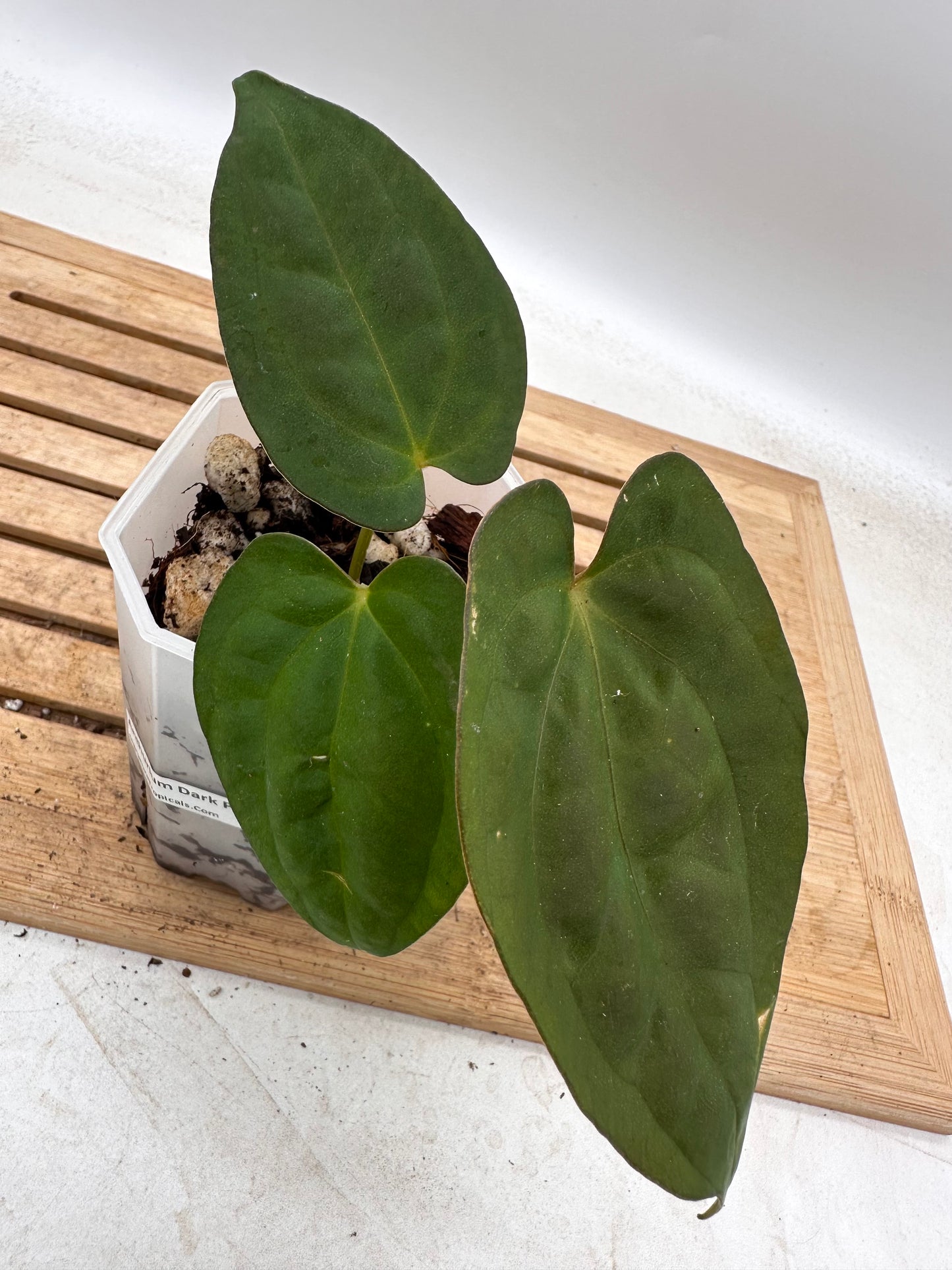 Anthurium Dark Phoenix X Blue Papillilaminum