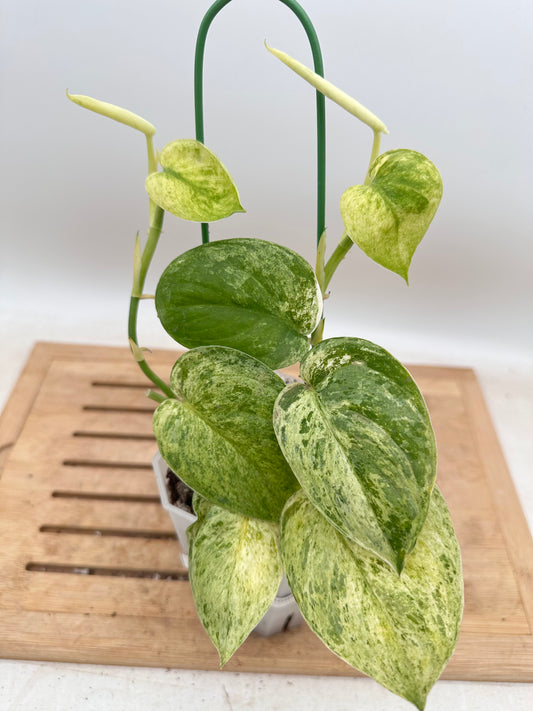 Scindapsus Halimoon - Multiple Growths - Thanksgiving Sale 💚