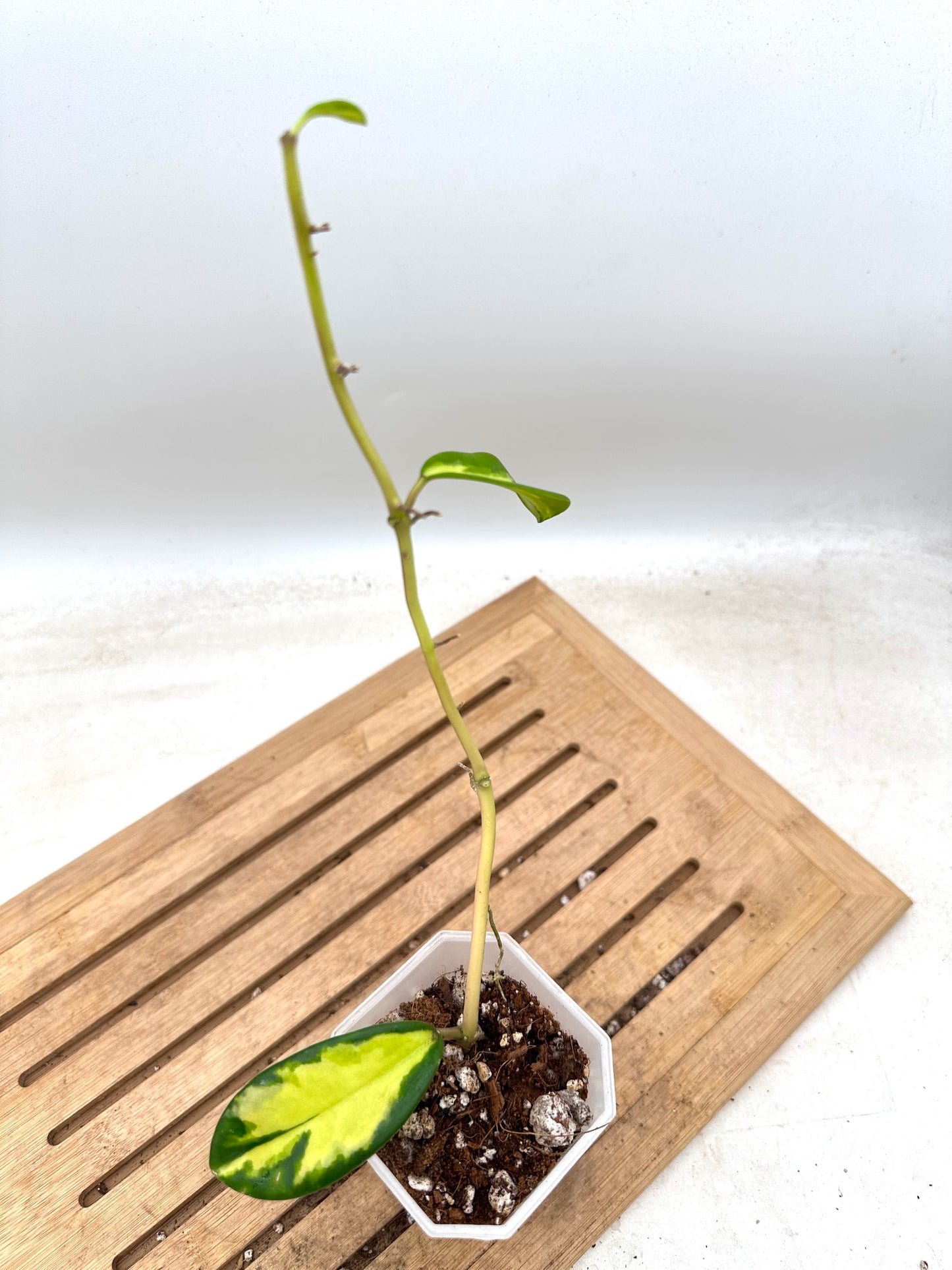 Hoya Diversifolia Maharini