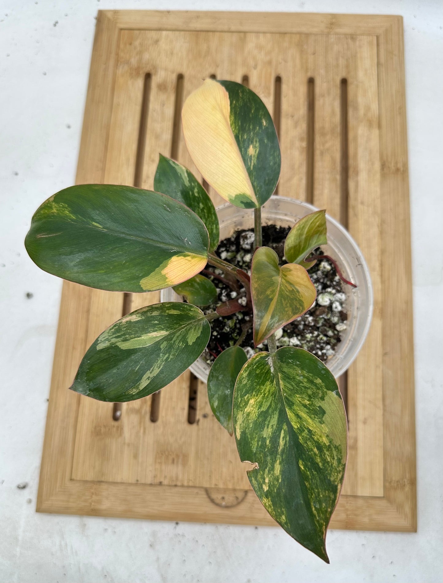 Black Friday Sales - 🦄Philodendron Red Congo Variegated