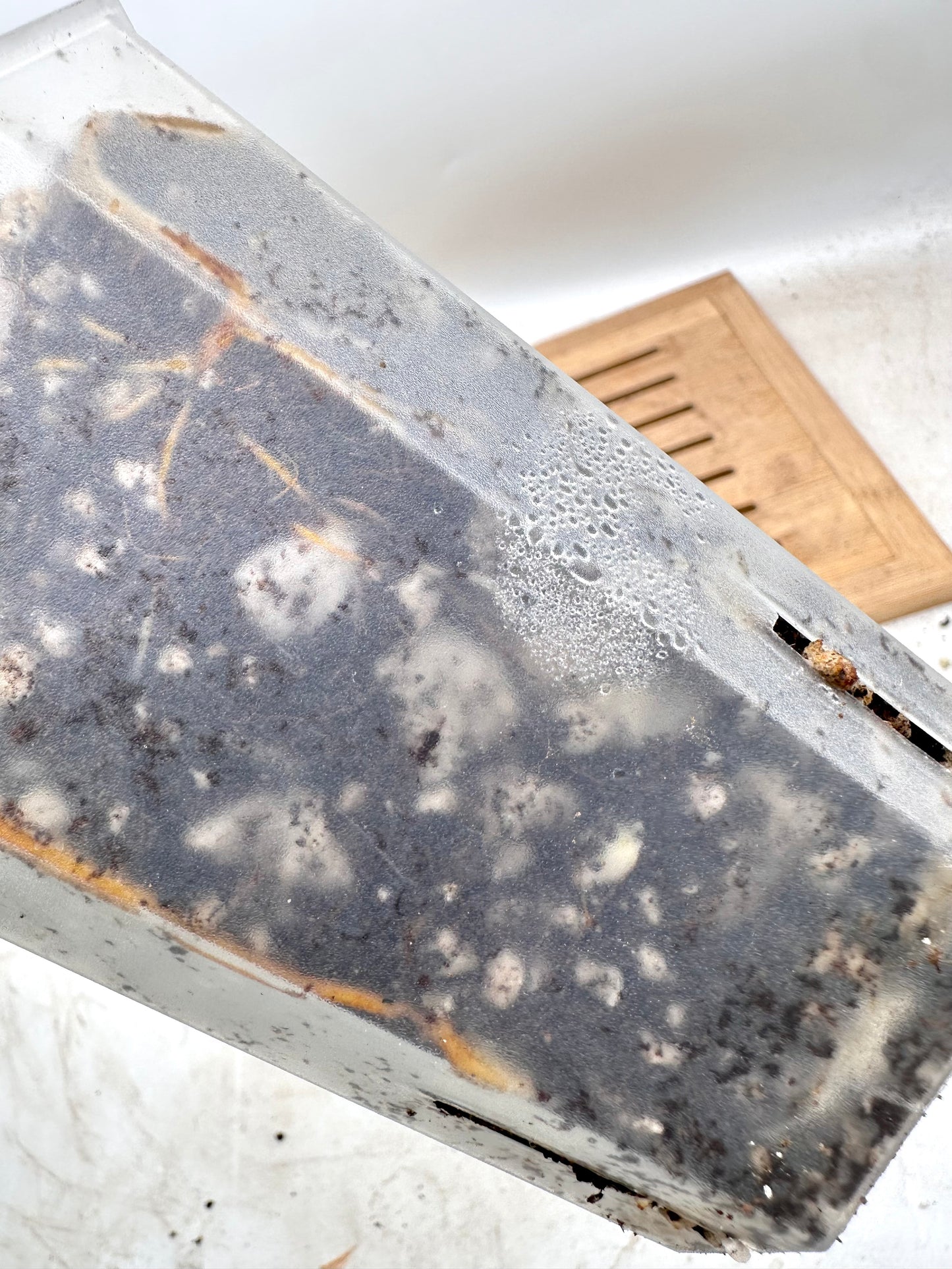 Philodendron Whipple Way Mint Variegated - Good Size