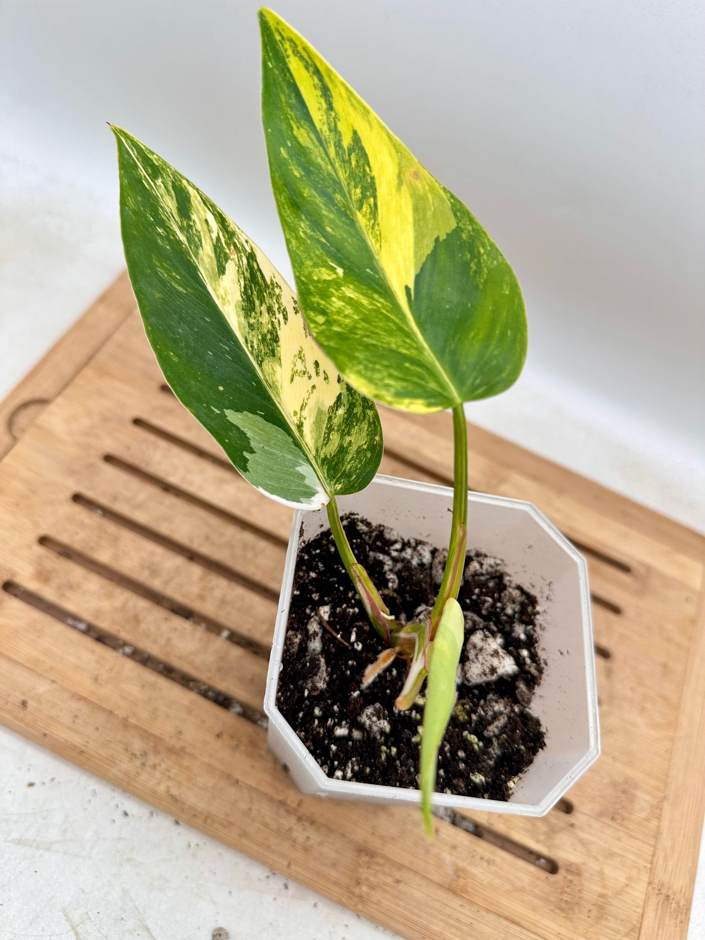 Philodendron White Princess Tri-Color Variegated - Rare Find🦄