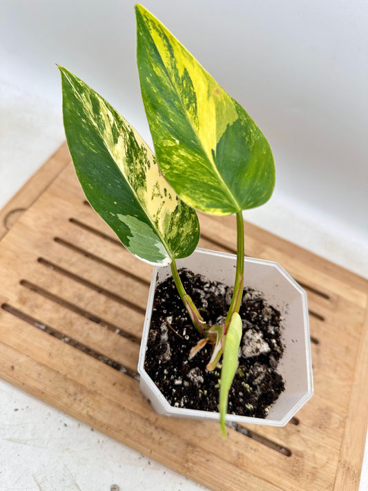 Philodendron White Princess Tri-Color Variegated - Rare Find🦄