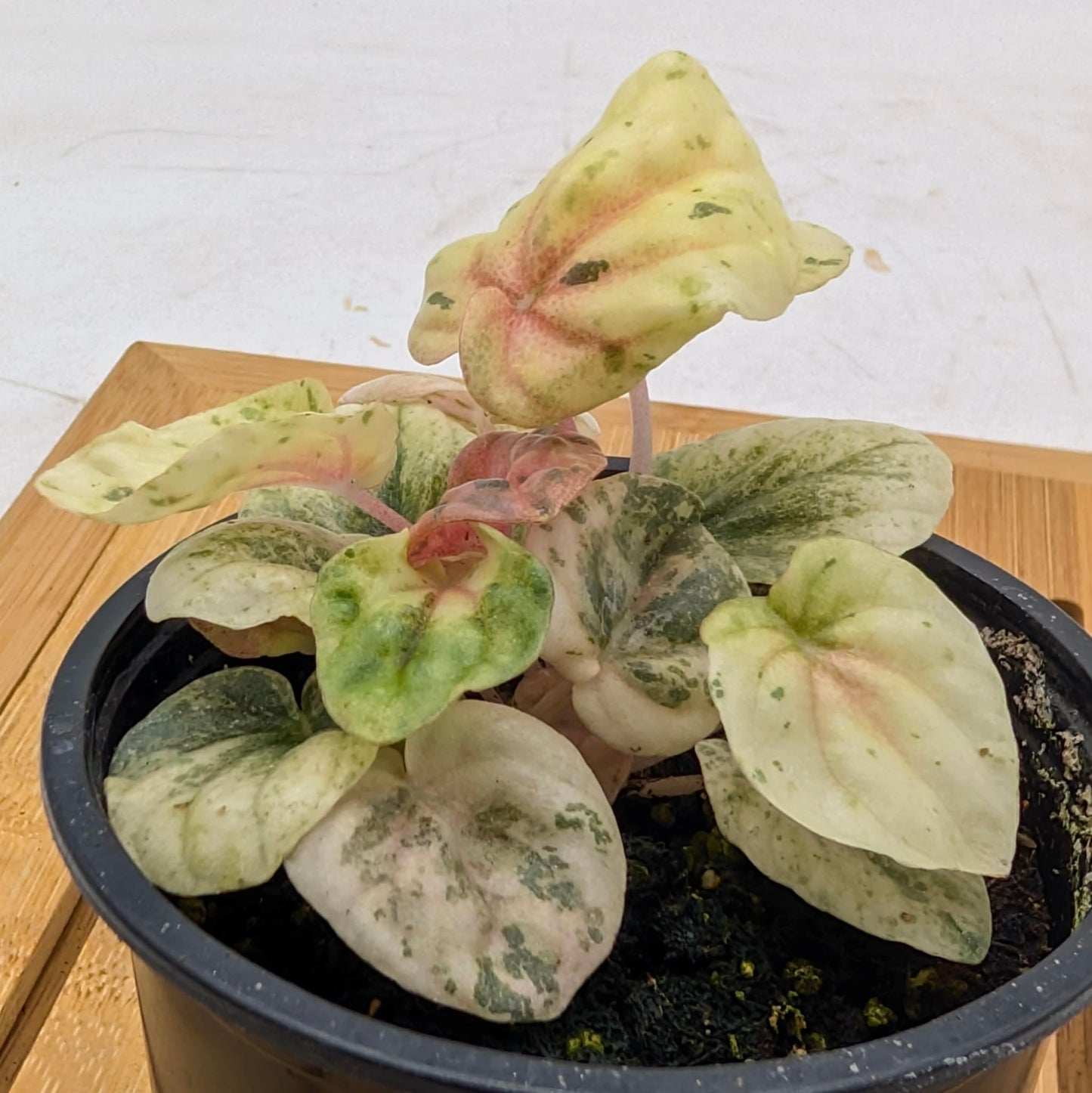 Peperomia Pink Lady