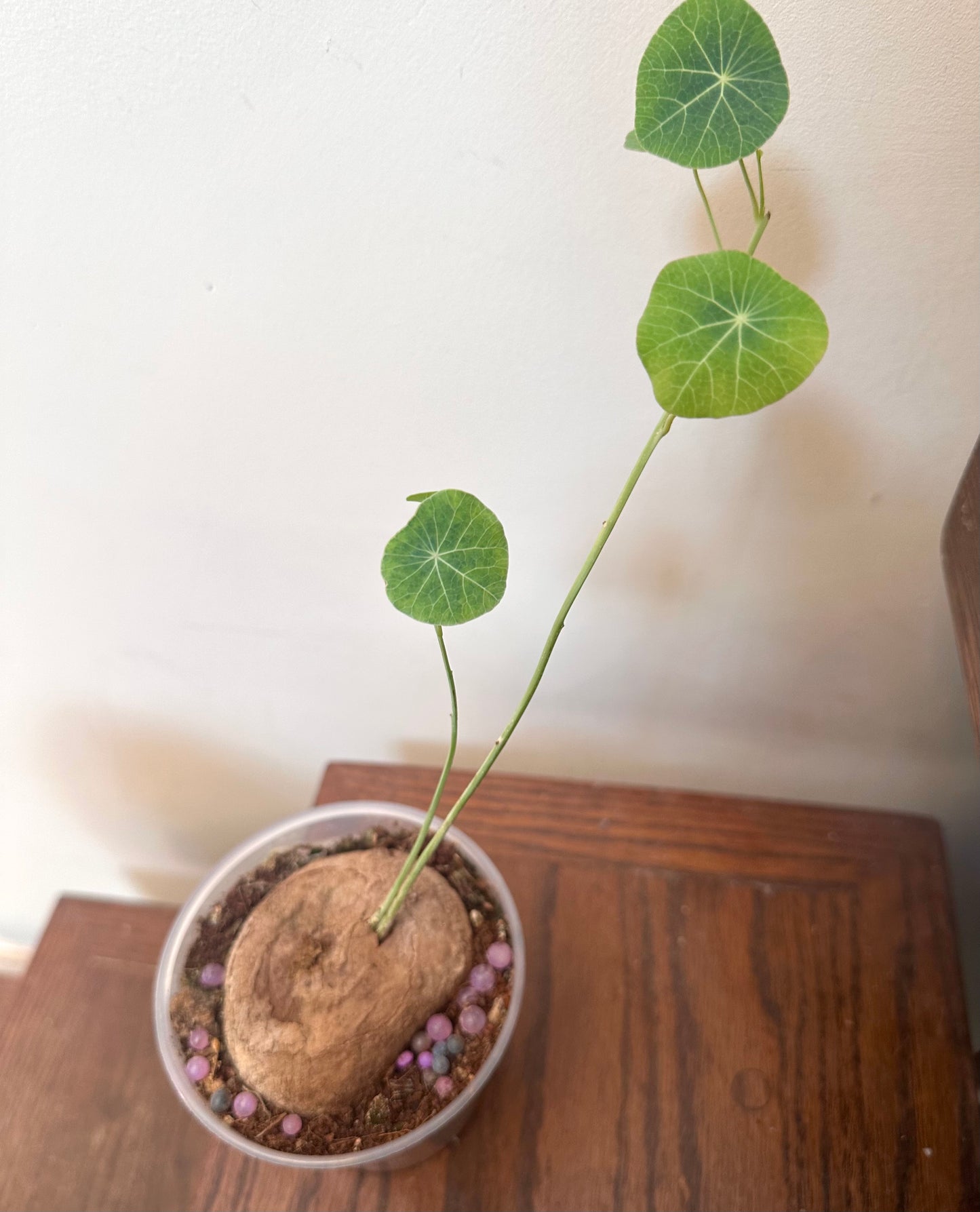 Stephania Erecta Caudex