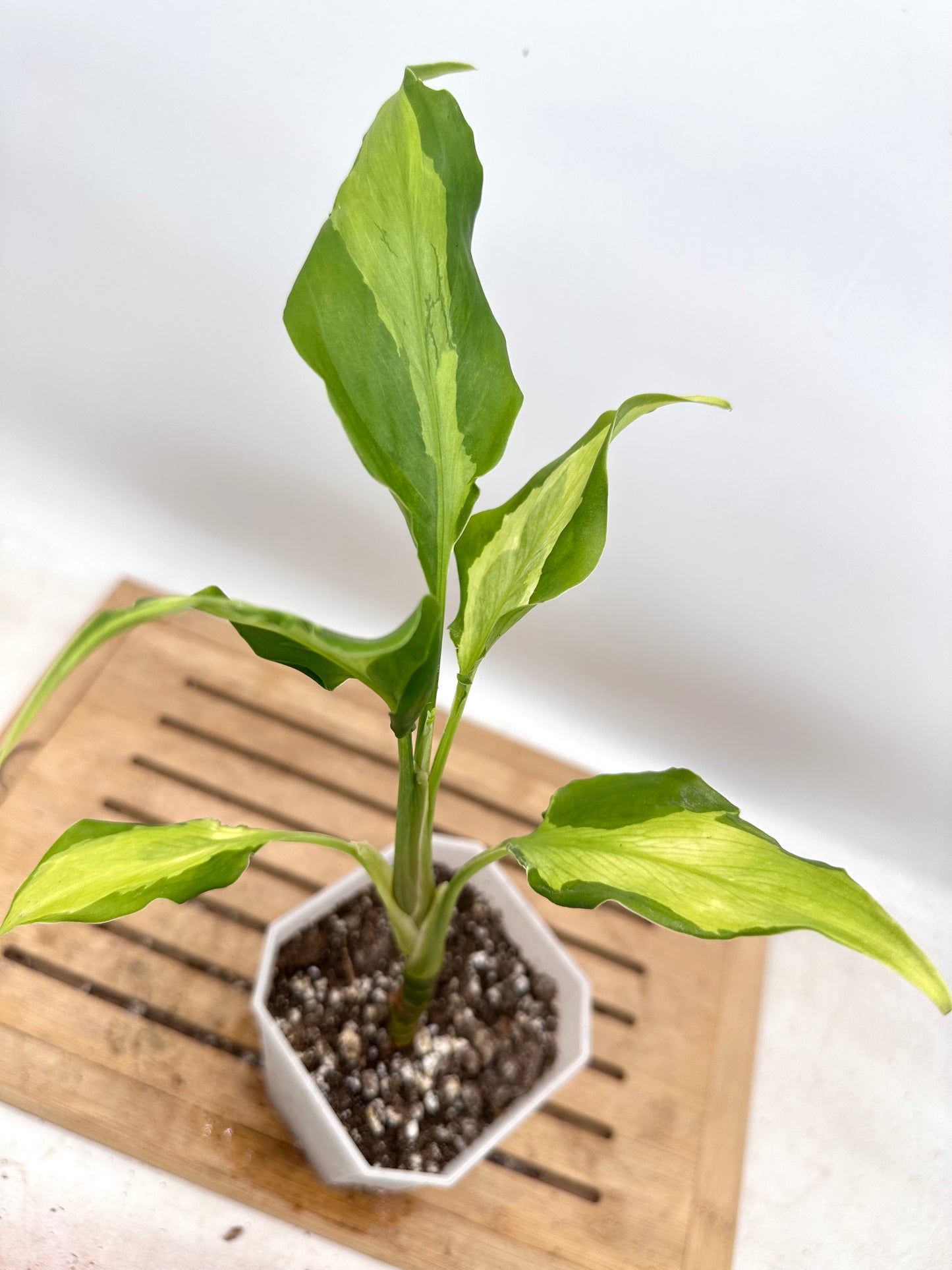 Aglaonema Rio - Rare Find 💚