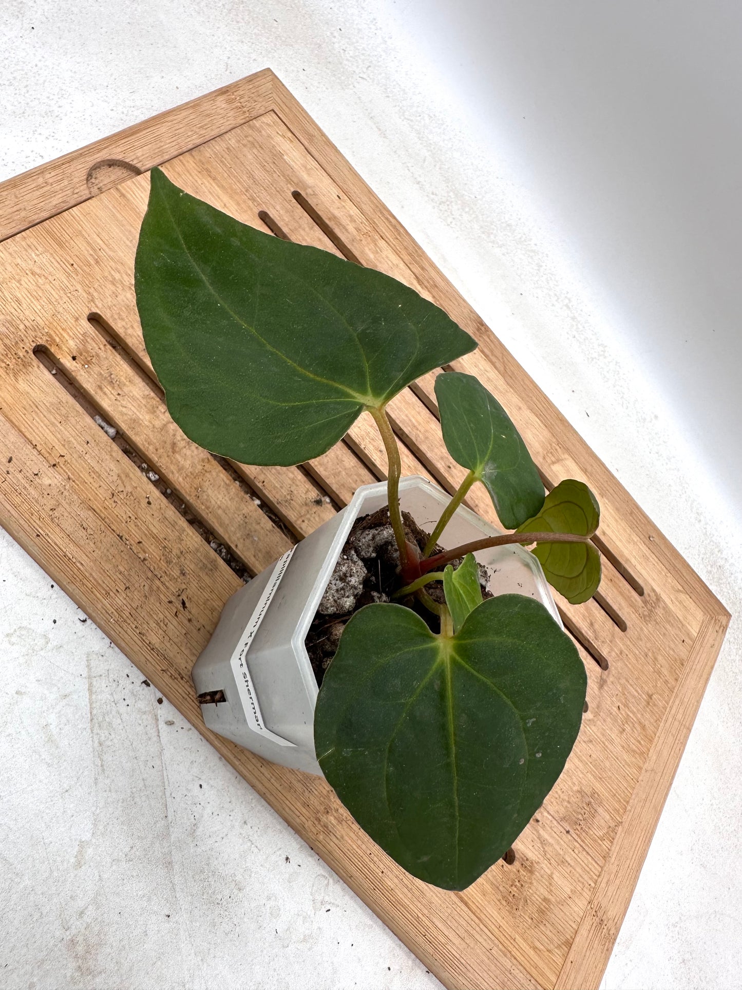 Anthurium Blue Papillilaminum X Fort Sherman