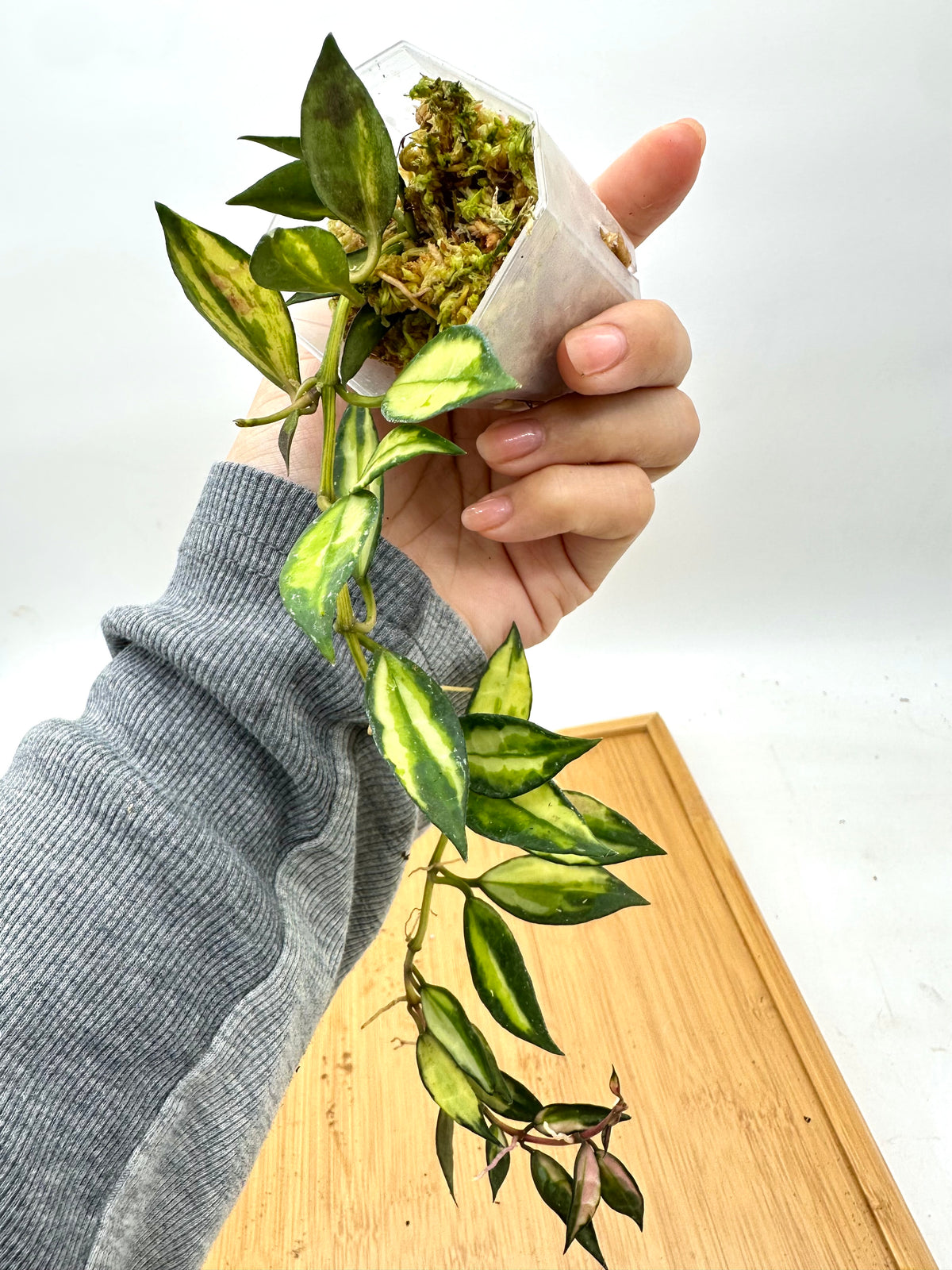 Hoya Lacunosa Variegated