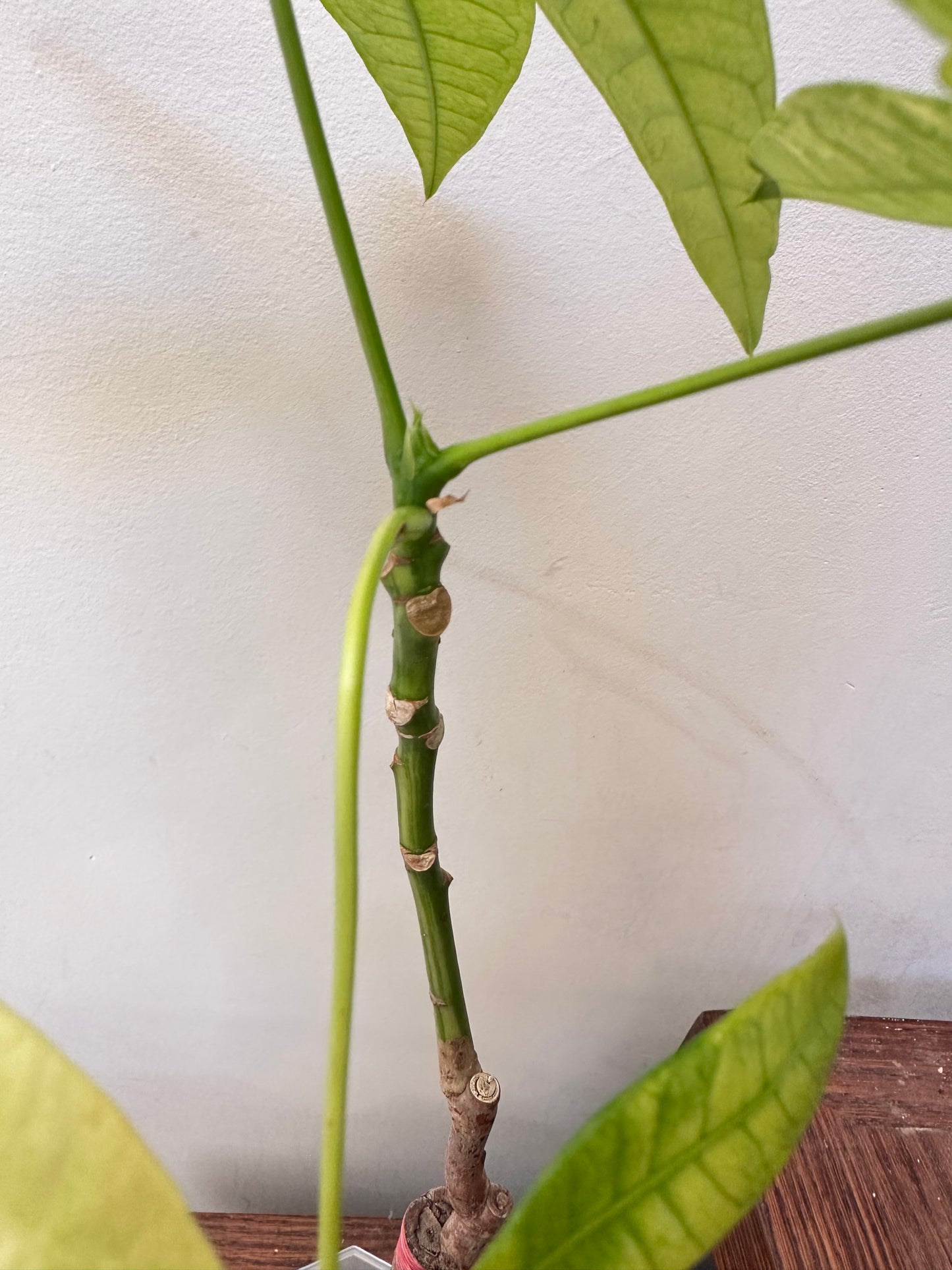 Money Tree Aurea Variegated
