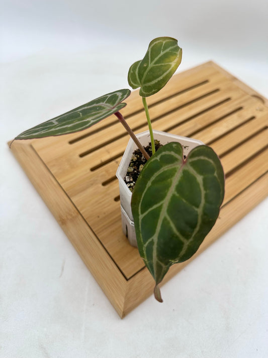 Anthurium Red Tiger 🐯🐅