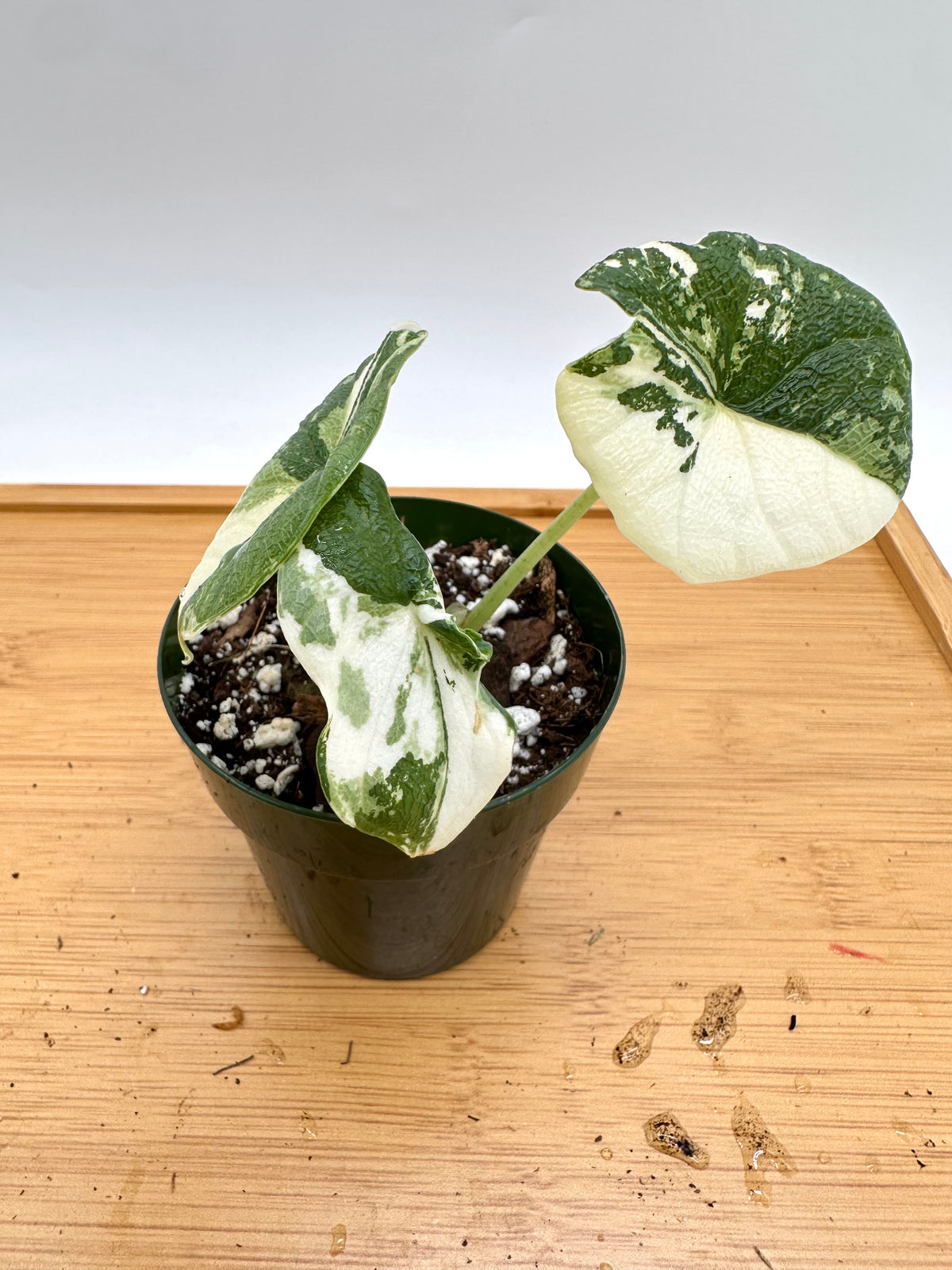 Alocasia Melo Albo Variegated