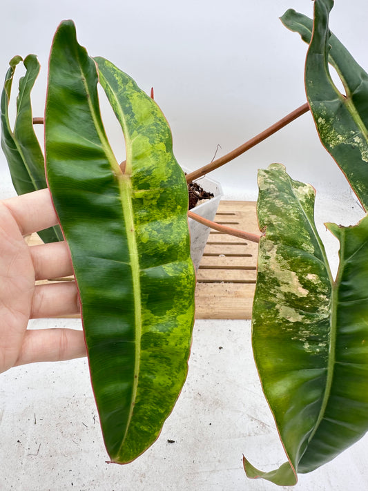 Philodendron Billietiae Variegated - Thanksgiving Sale 💚