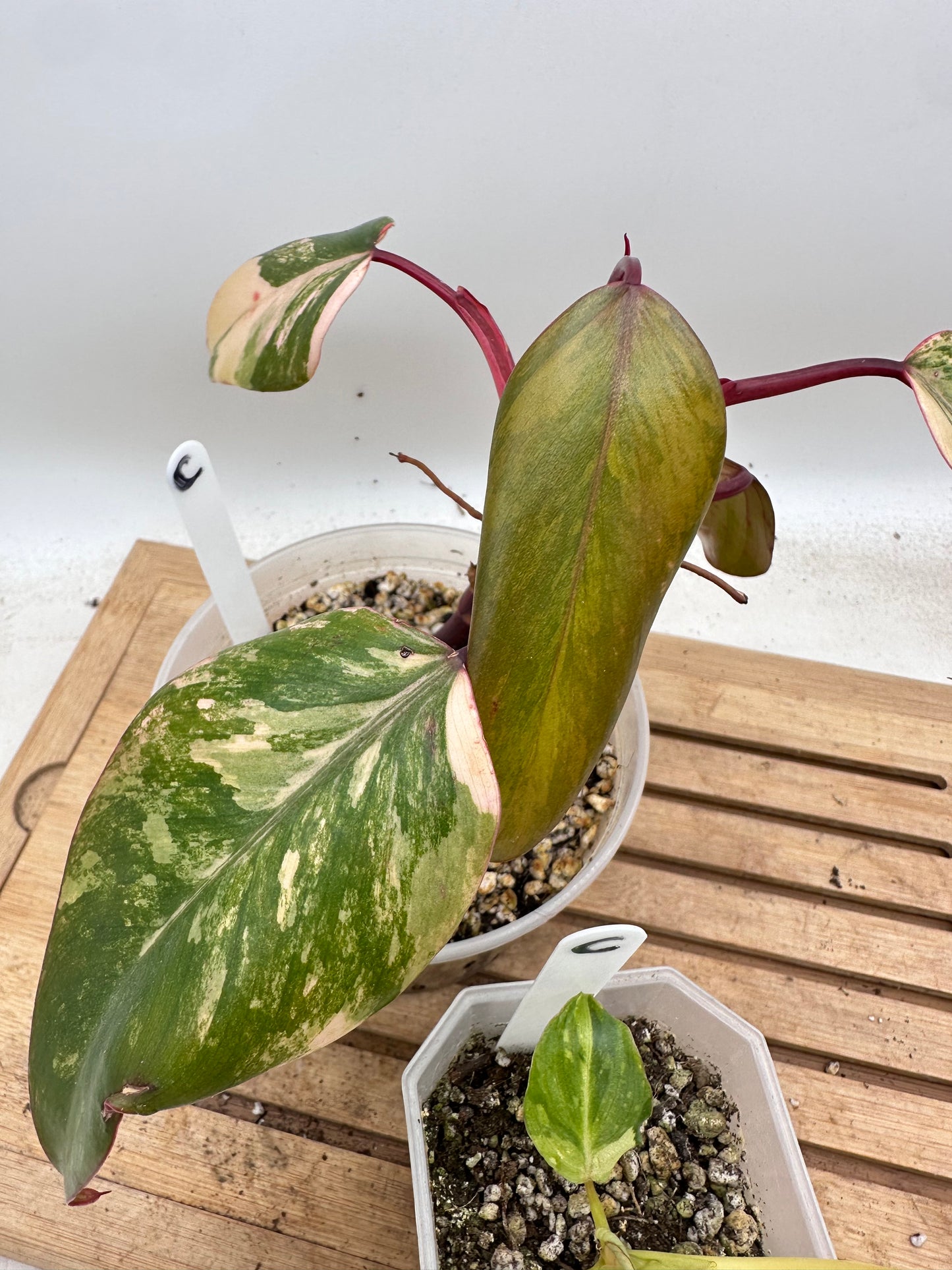 Combo Sale - Philodendron Strawberry Shake & Gloriosum Variegated