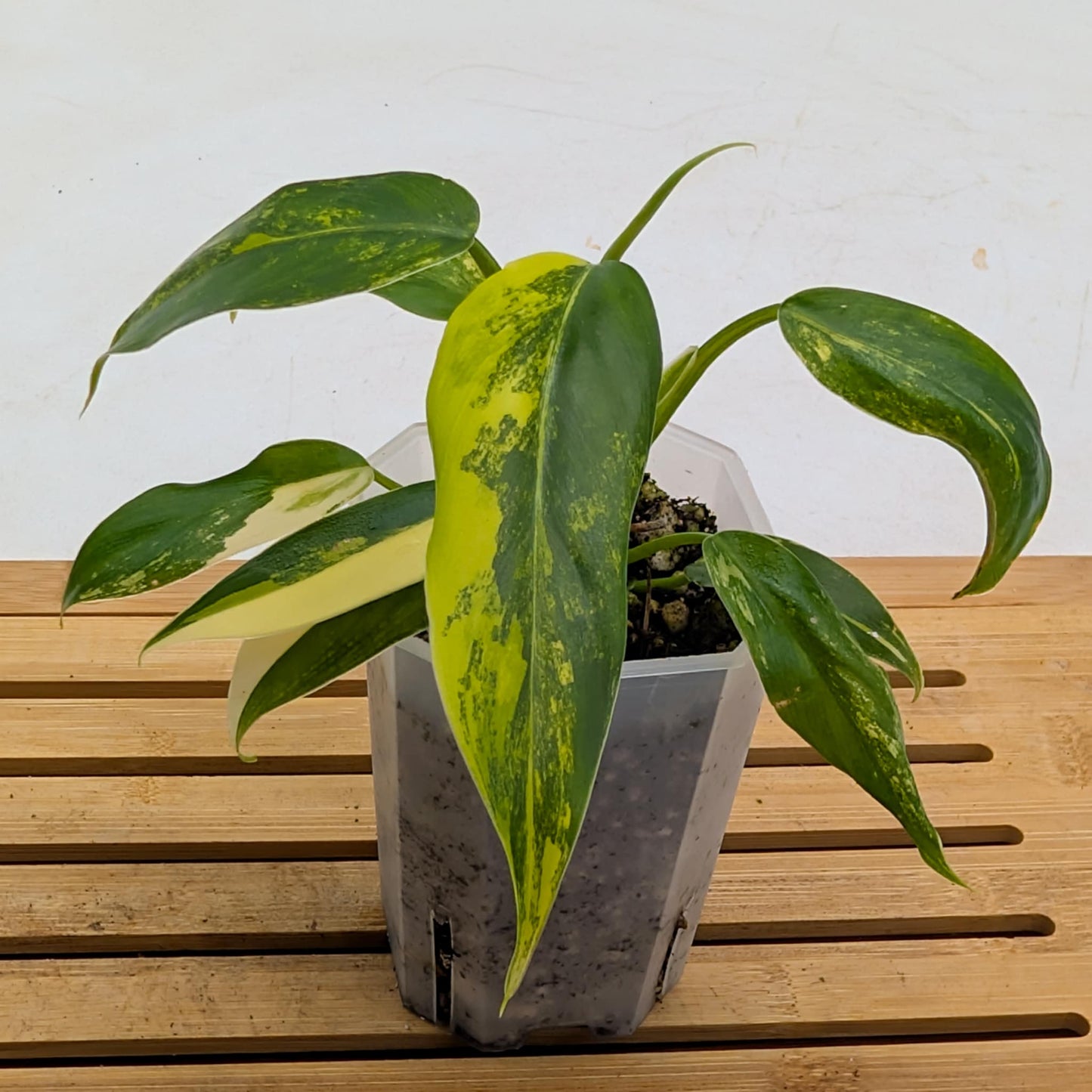 Philodendron Domesticum Variegated