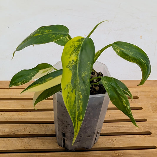 Philodendron Domesticum Variegated