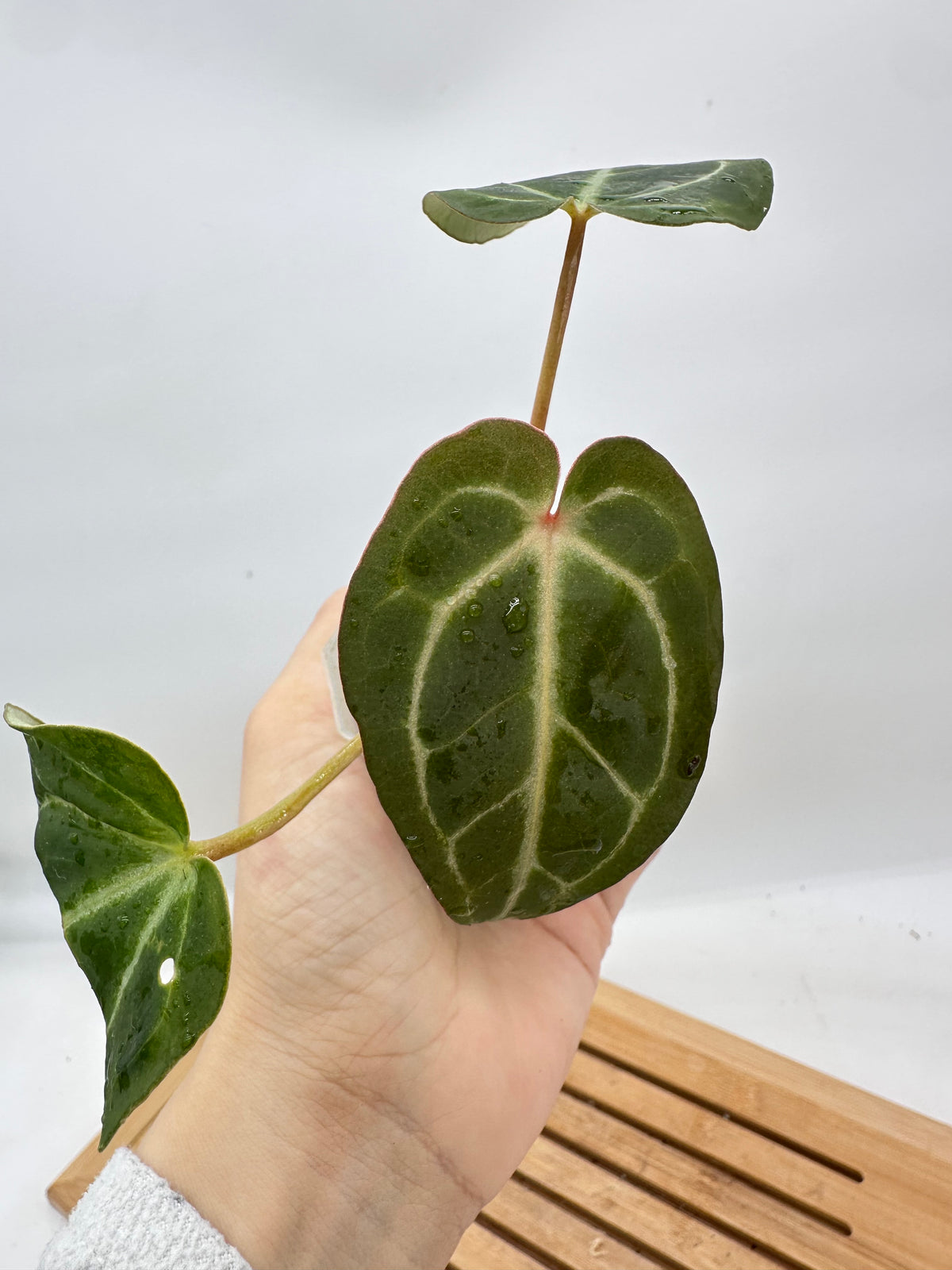 Anthurium Michelle (Self Pollinated)