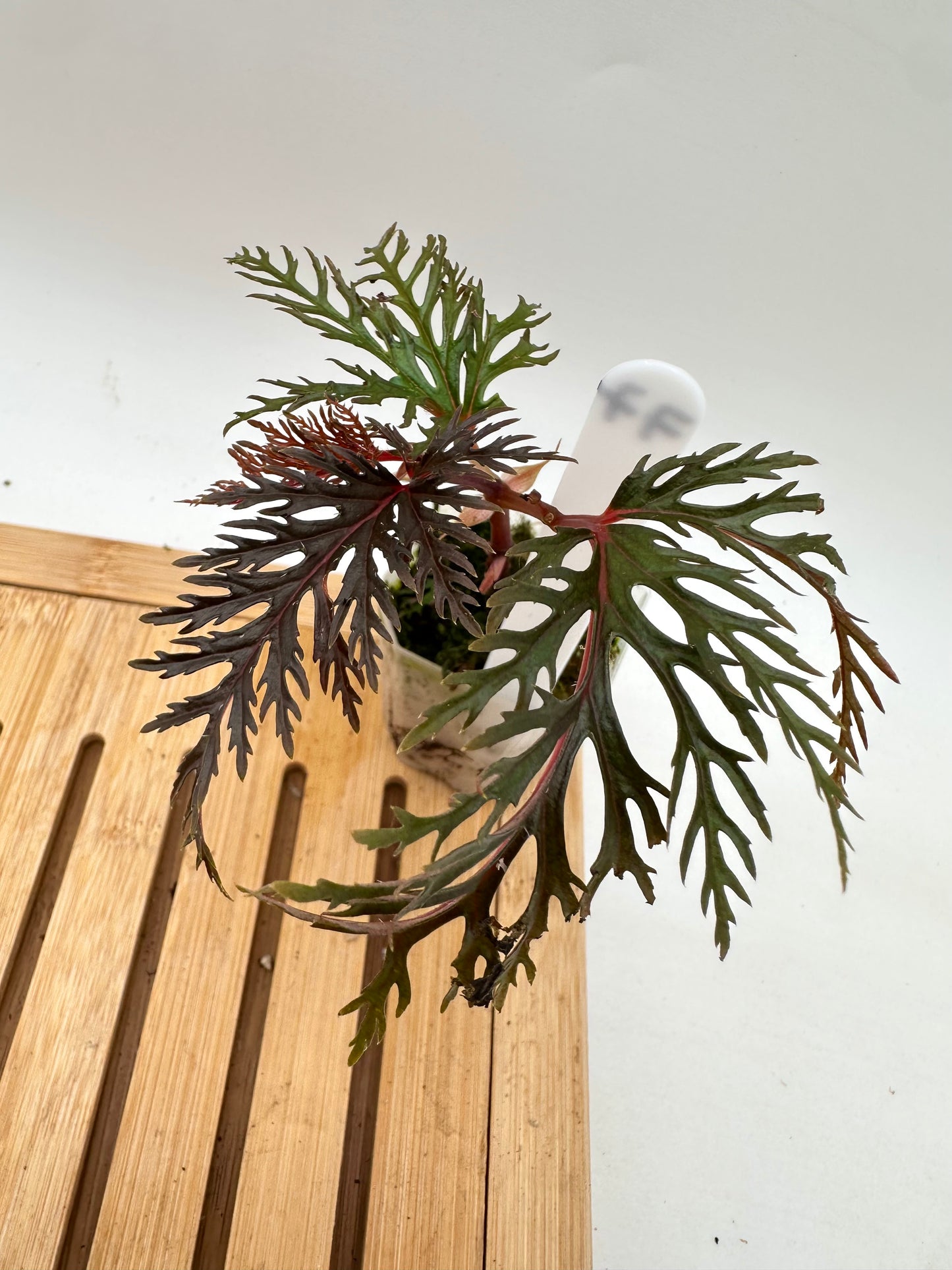 Begonia Bipinnatifida