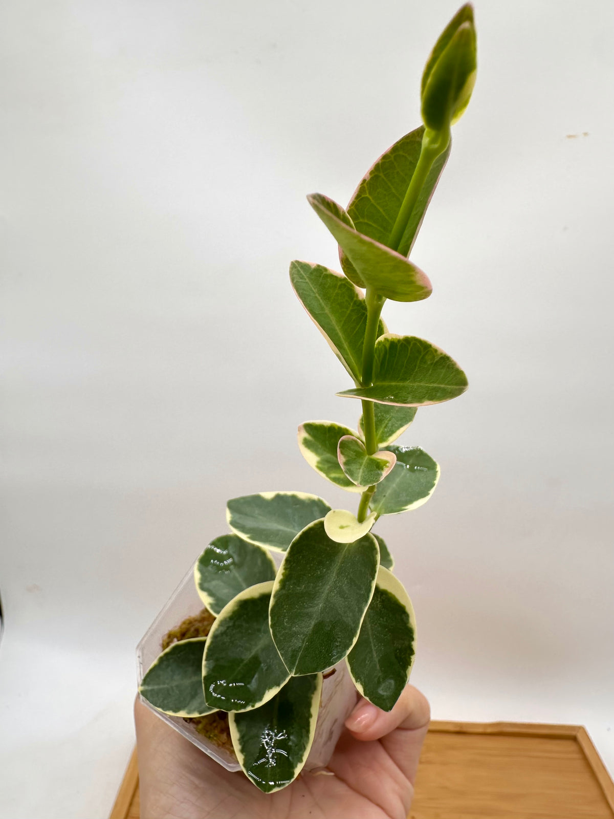 Hoya Cummingiana Albo Variegated