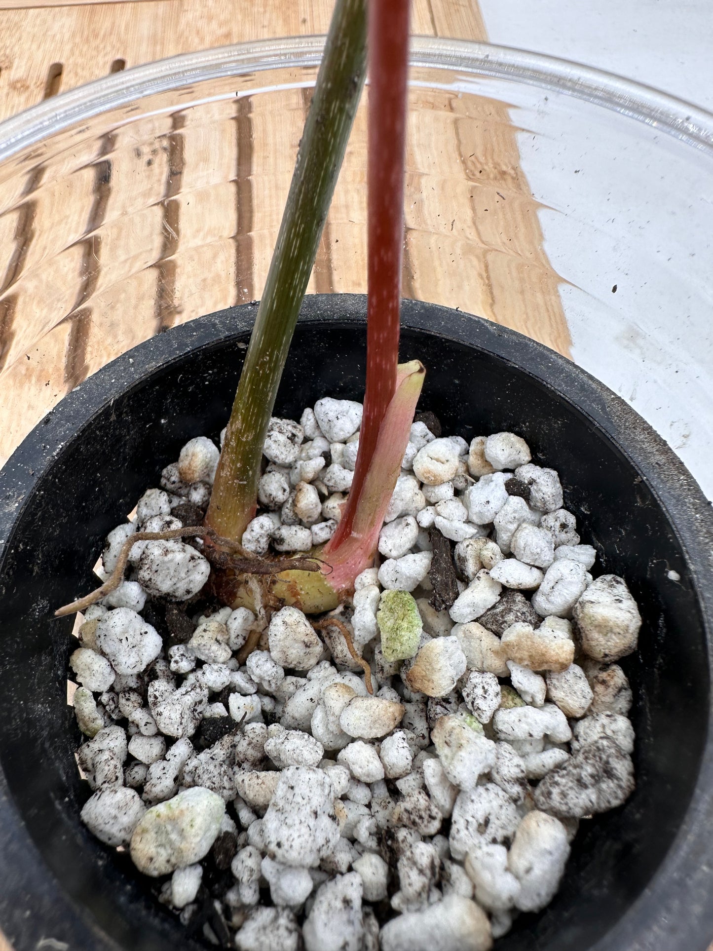 Philodendron Gloriosum Variegated (Low Var Galaxy)