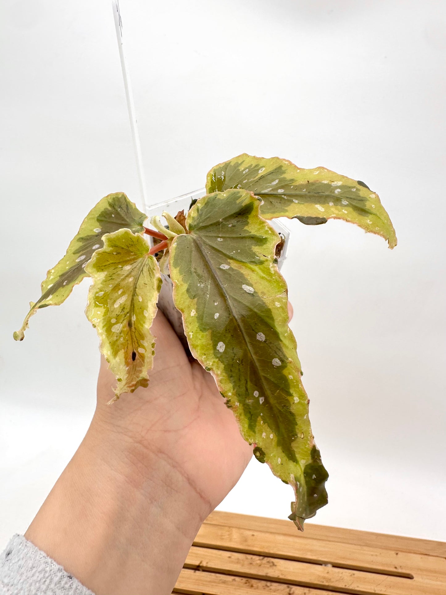 Begonia Dainty Spray Variegated
