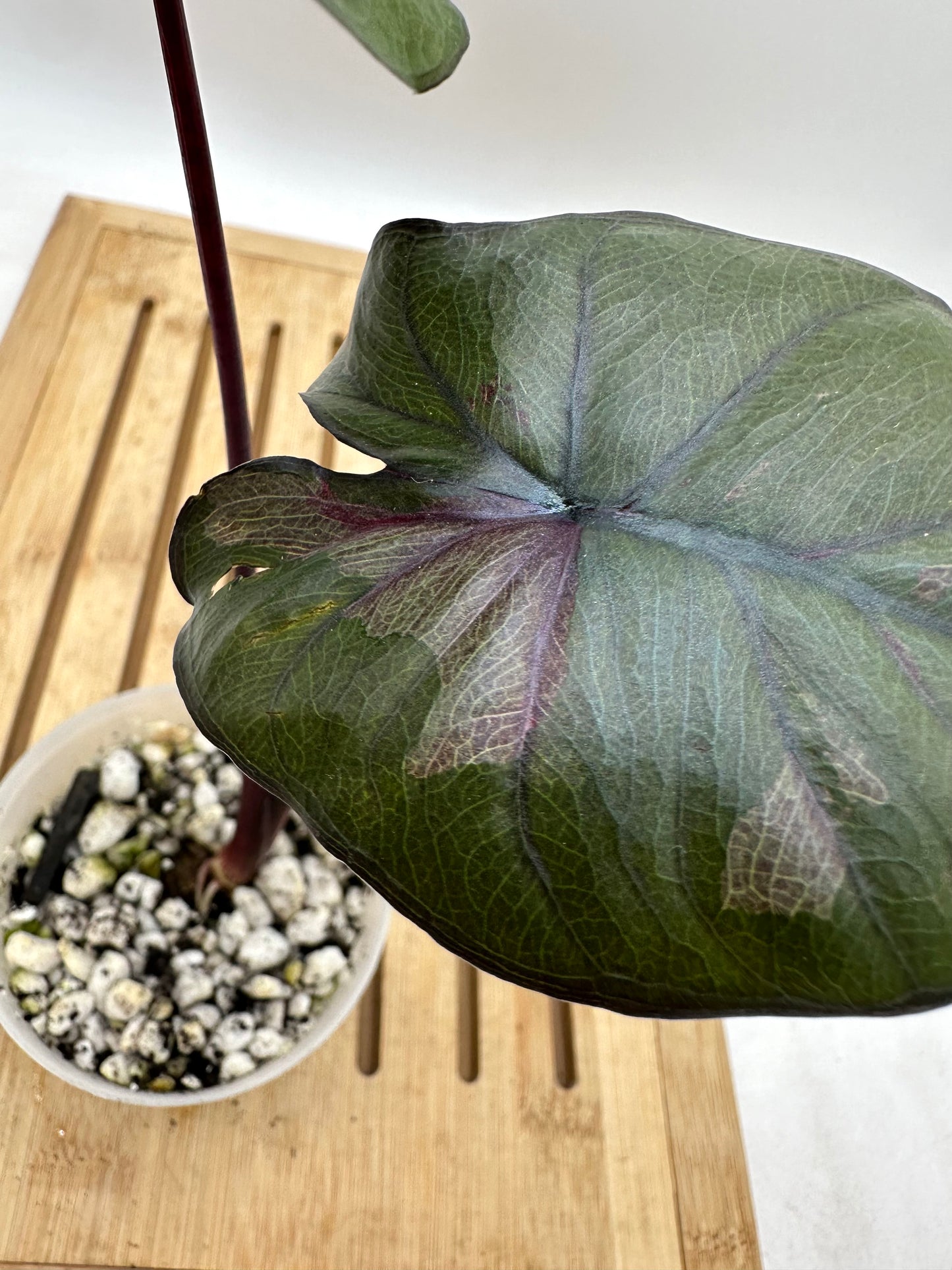 Alocasia Serendipity Variegated