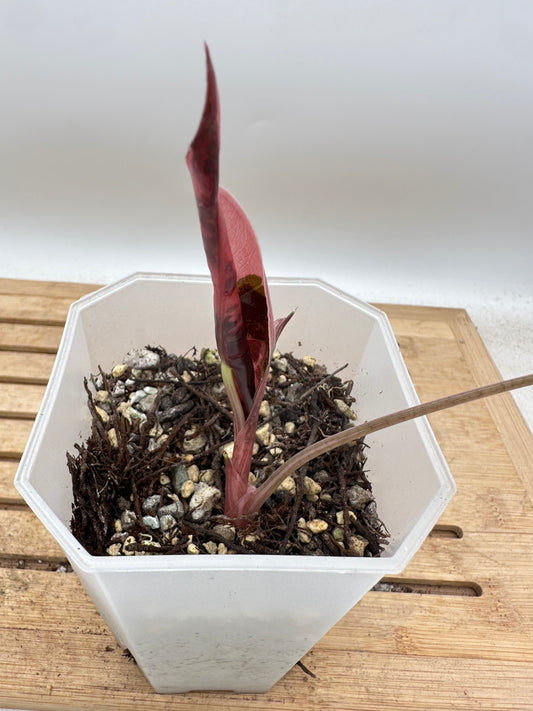 Alocasia Chantrieri Pink Variegated - Thanksgiving Sale