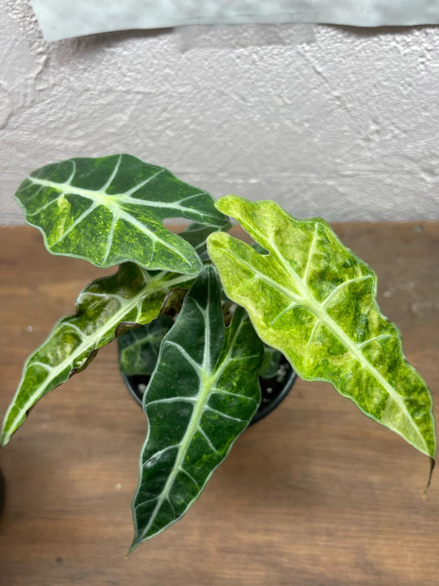 Thanksgiving sales - Alocasia Amazonica Variegated