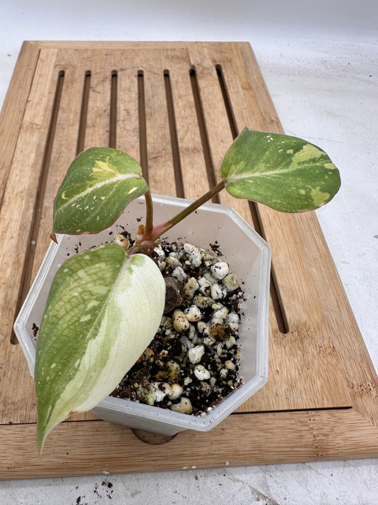 Philodendron Gloriosum Variegated