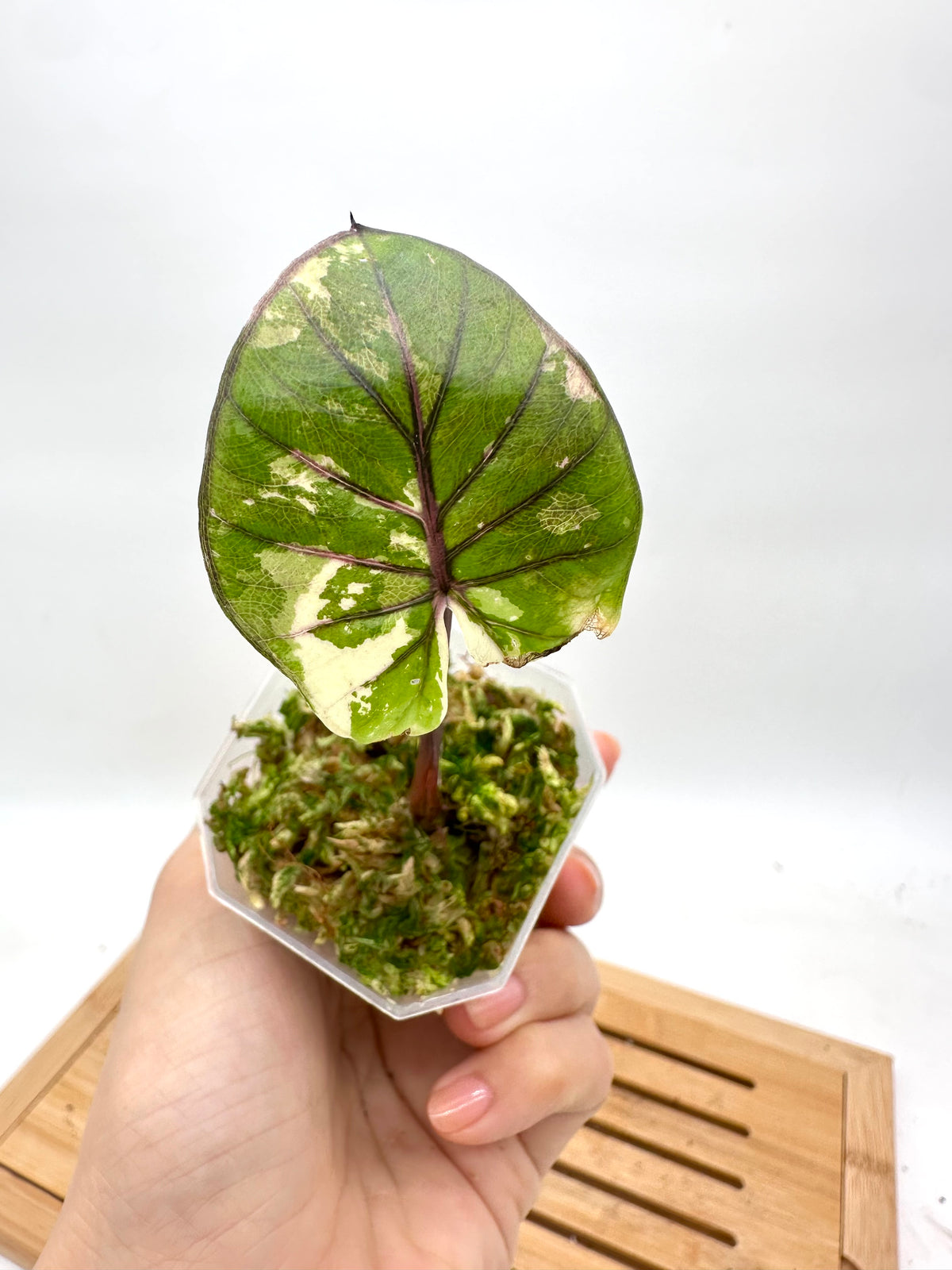 Alocasia Yucatan Princess Variegated