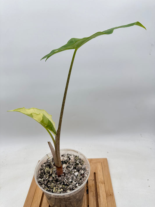 Thanksgiving Sales - Alocasia Portora Albo Variegated