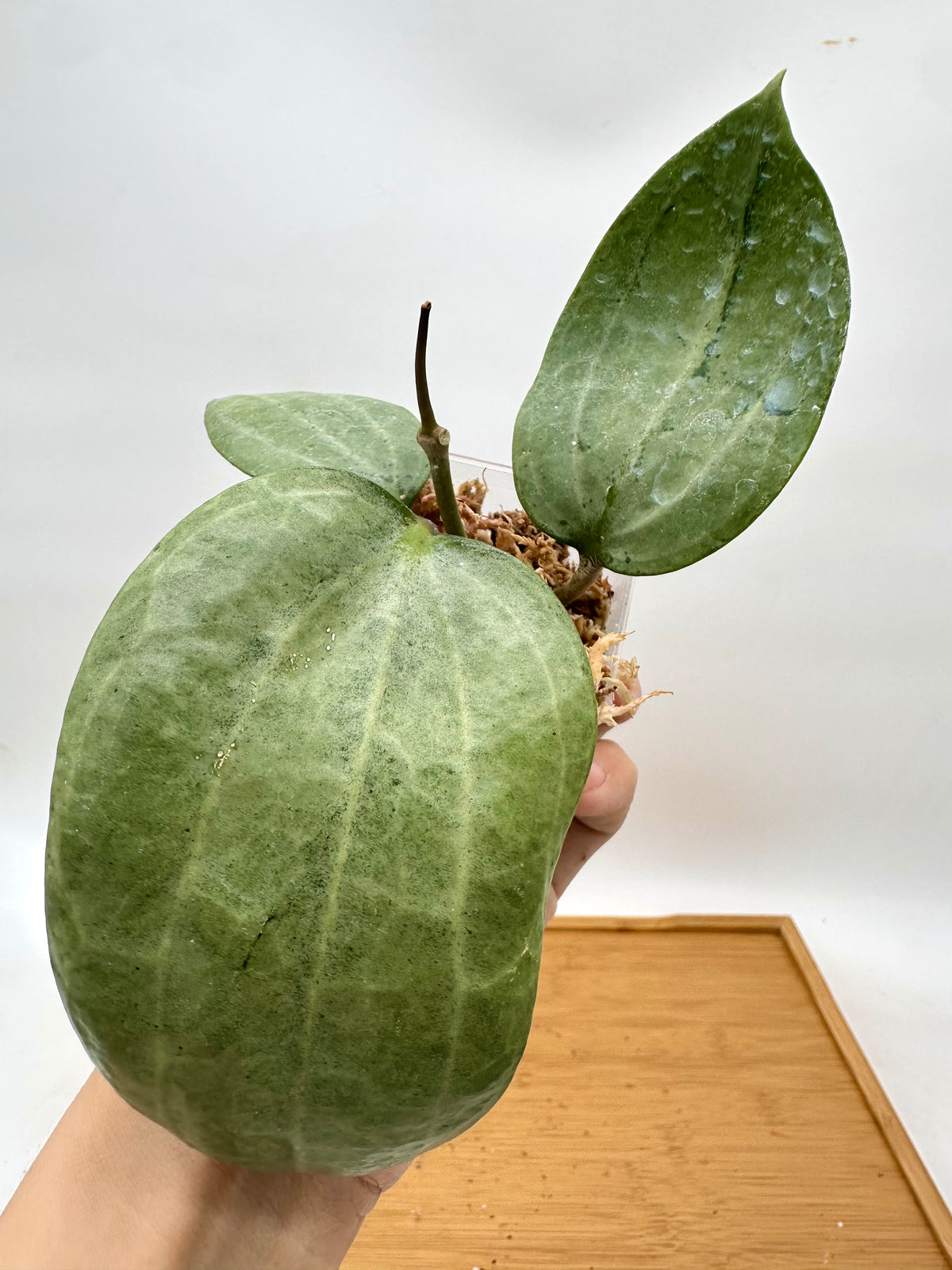 Hoya Latifolia Round leaf Silver