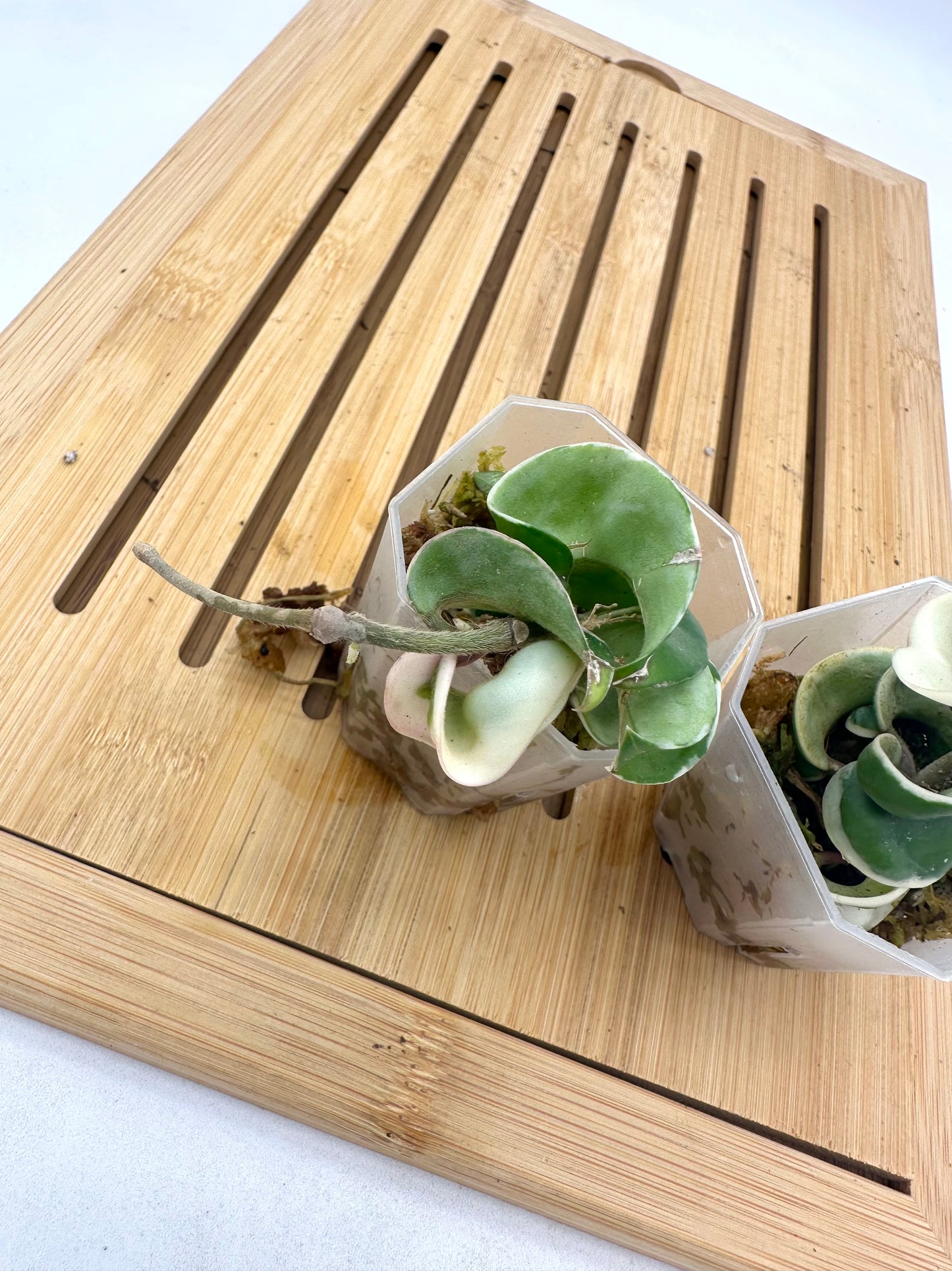 Hoya Compacta Hindu Rope Albo Variegated