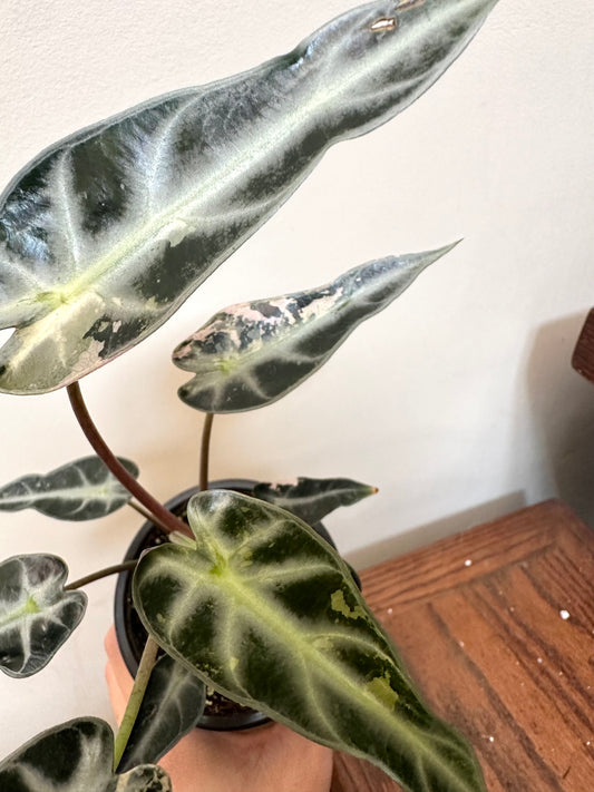 Alocasia Bambino Pink Variegated