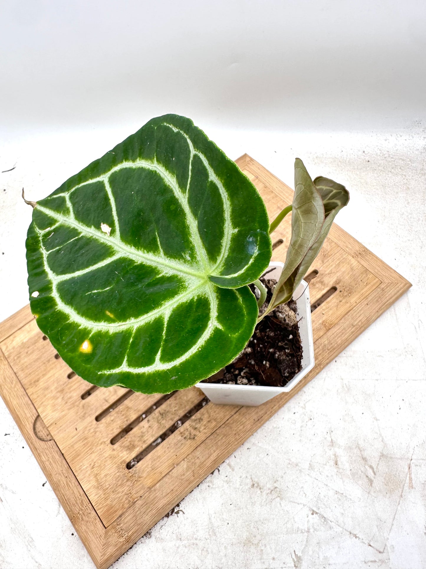 Anthurium Crystallinum Turtle - has extra baby plant