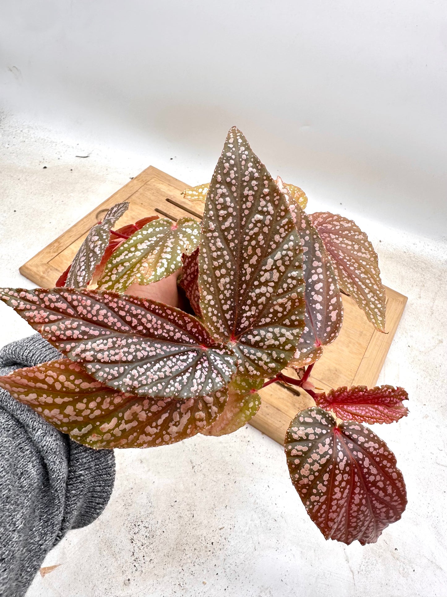 Free With Any Combo Purchase - One Per Order - Until Supply lasts