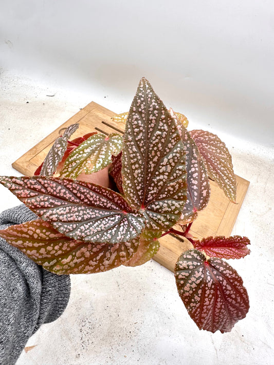 Free With Any Combo Purchase - One Per Order - Until Supply lasts