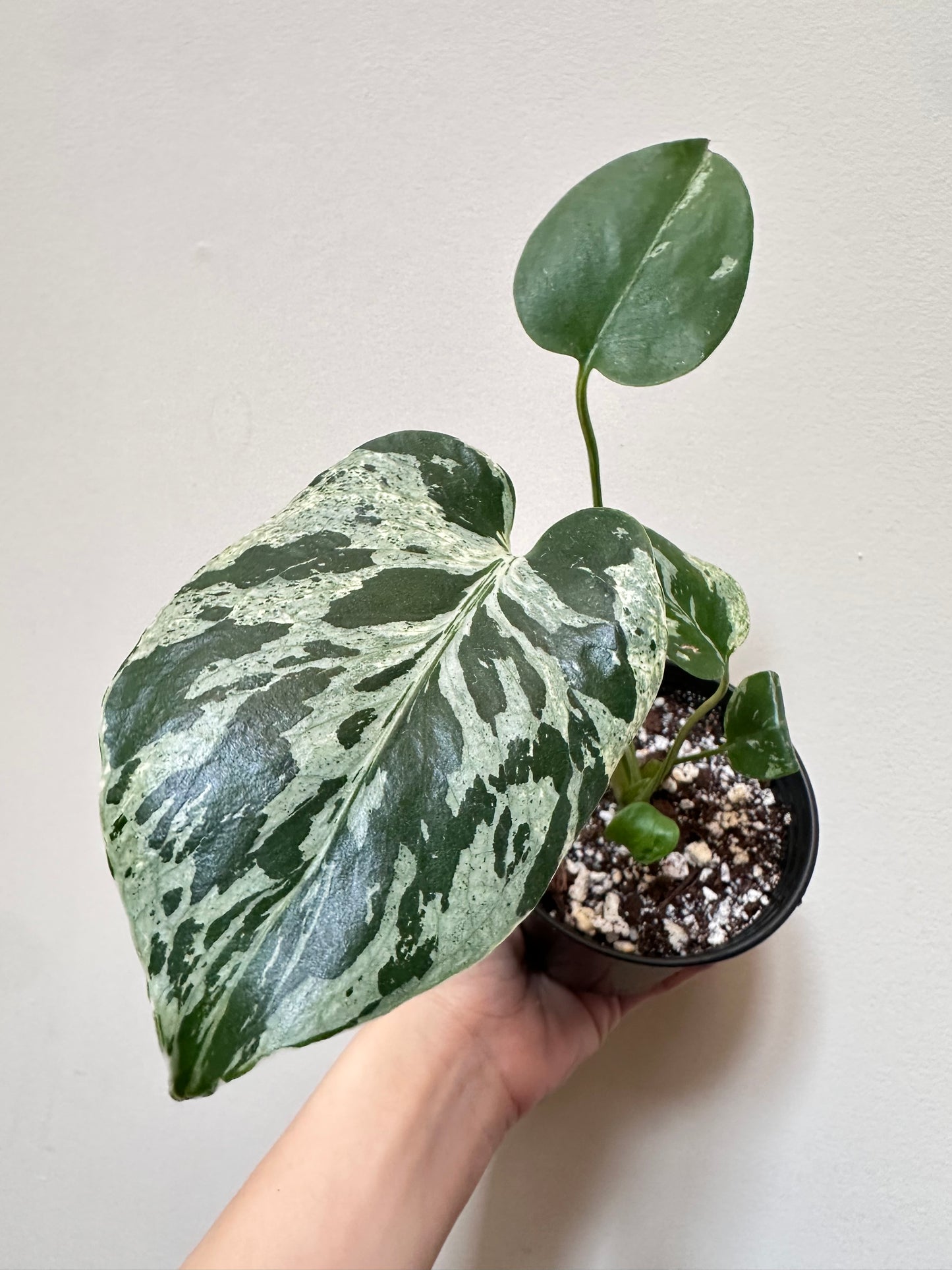 Monstera Bulbasaur - G