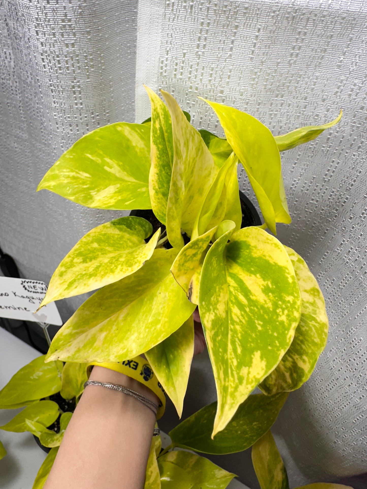 Pothos Teruno Kaguya Lemide