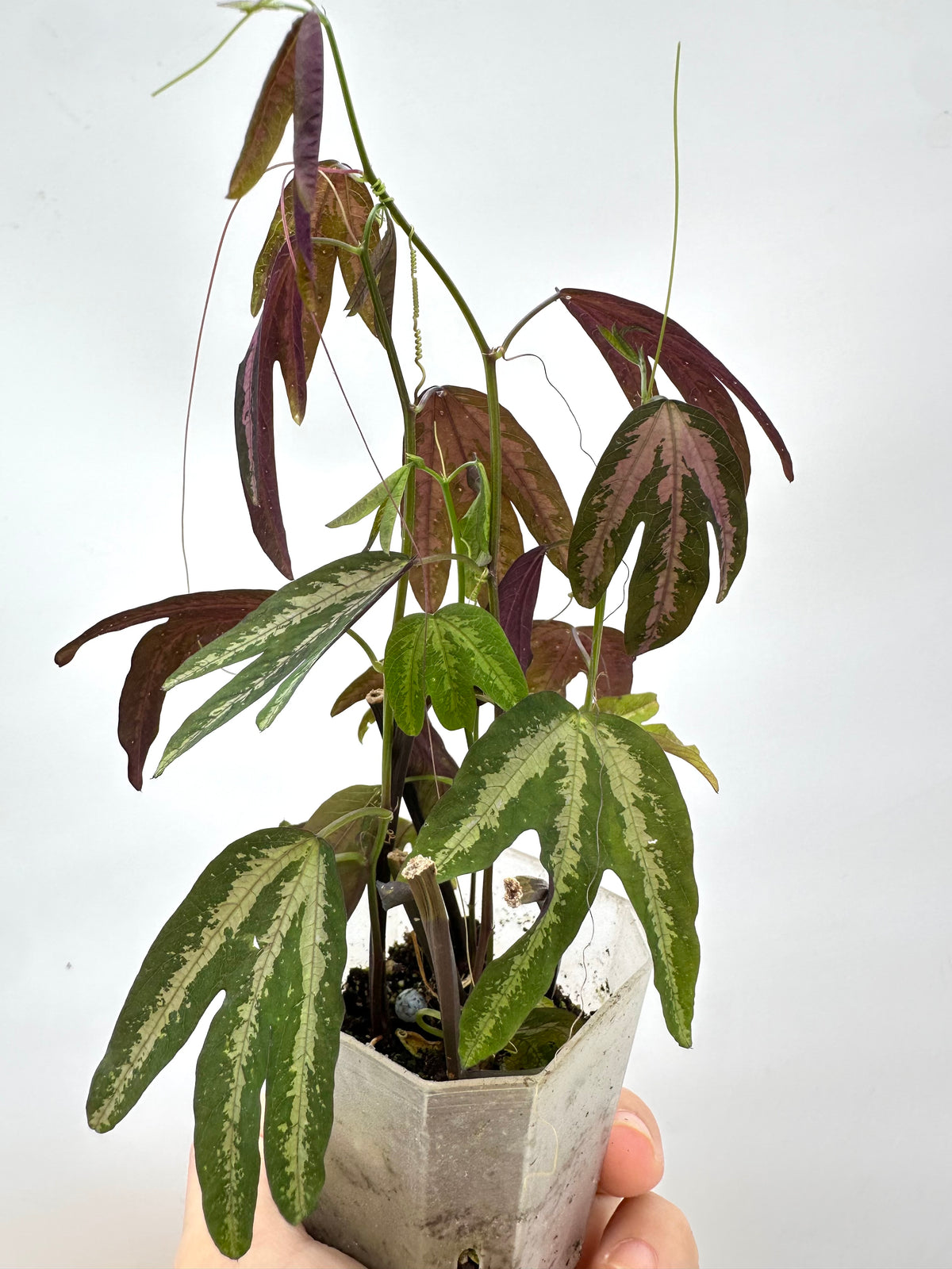 Passiflora Trifasciata Purple