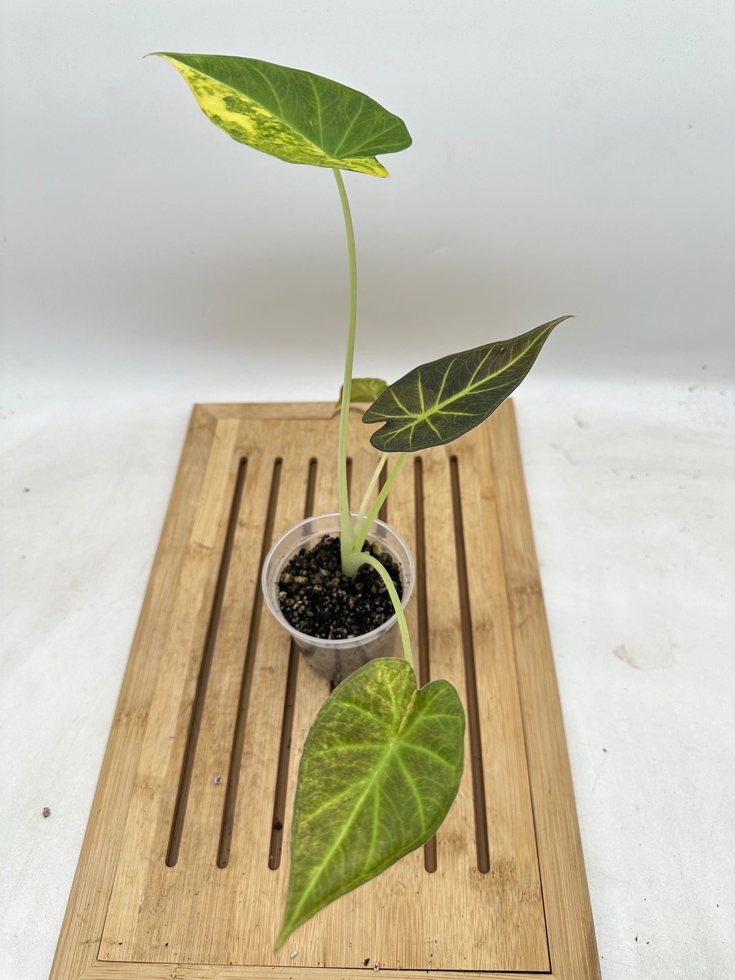 Alocasia Regal Shield Aurea Variegated