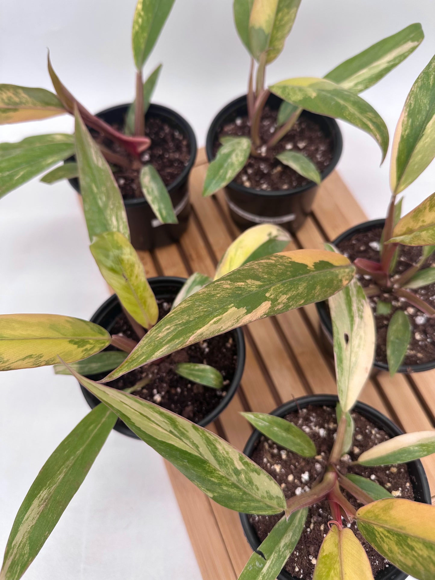 Philodendron Caramel Marble