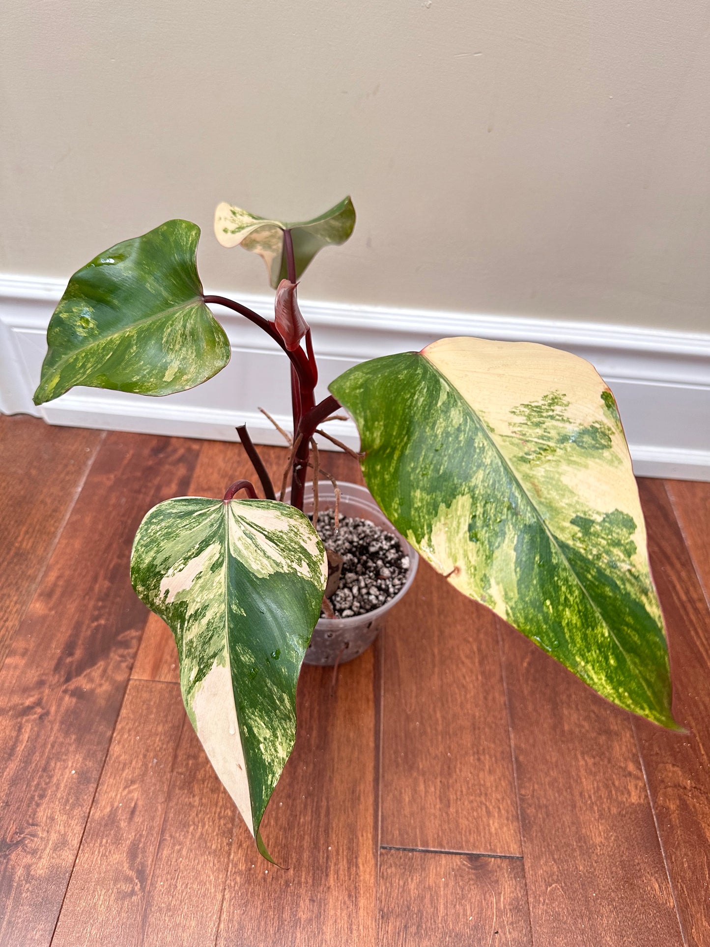 Philodendron Strawberry Shake Variegated