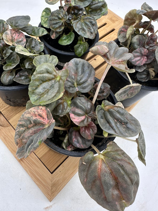 Peperomia Pink Lady 🌸