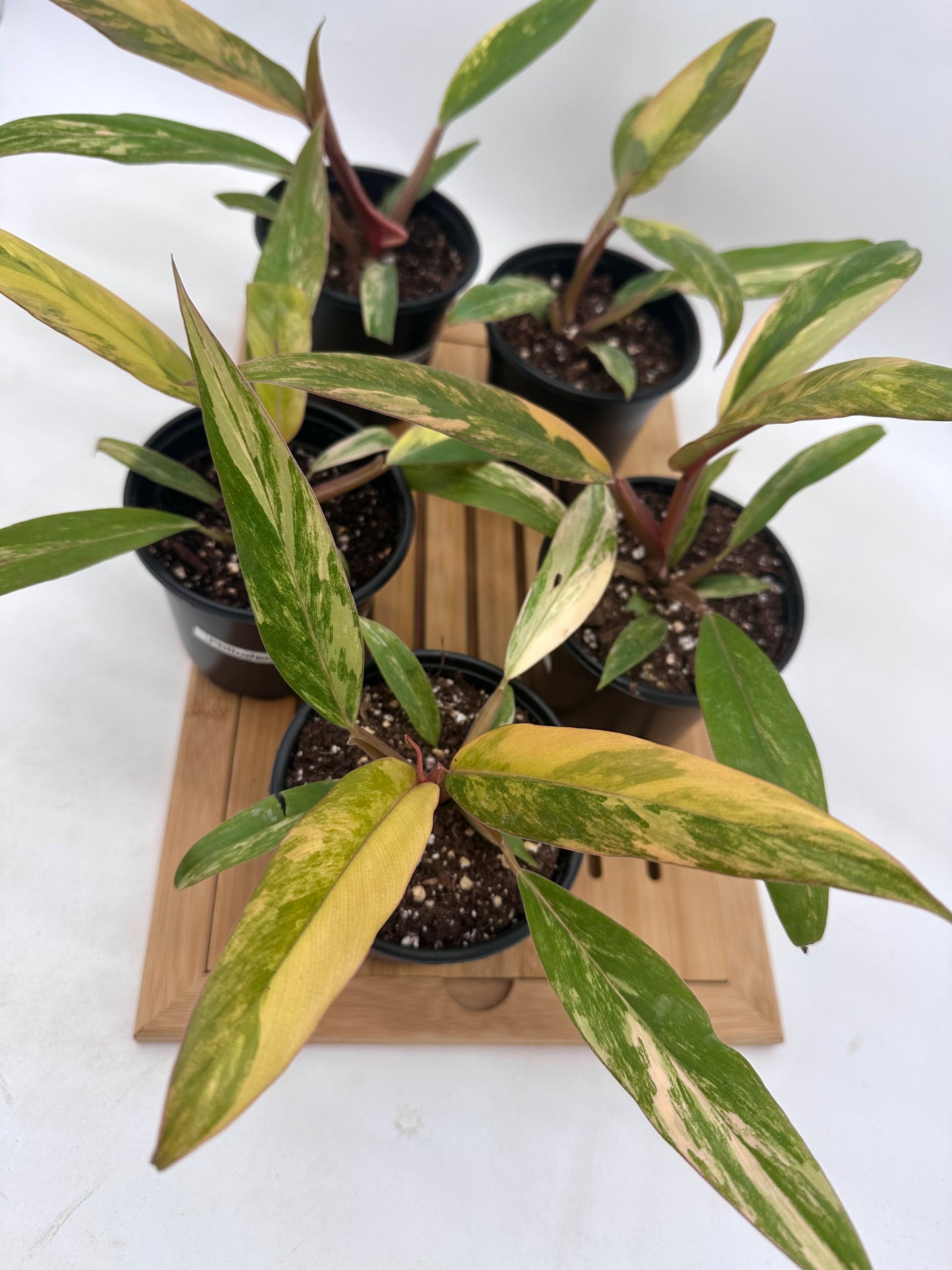 Philodendron Caramel Marble