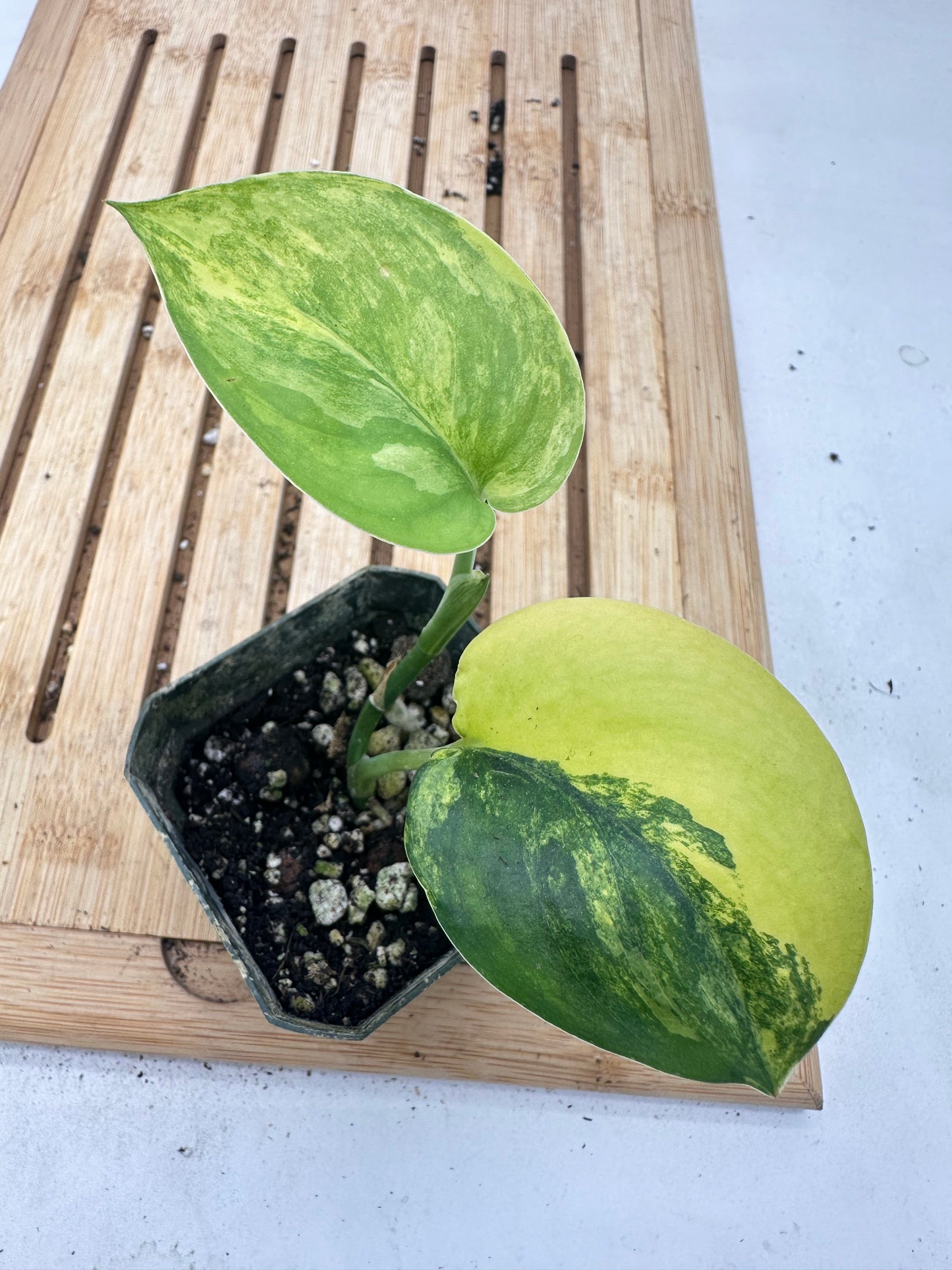 Thanksgiving Sales - 
Variegated Scindapsus Jade Satin