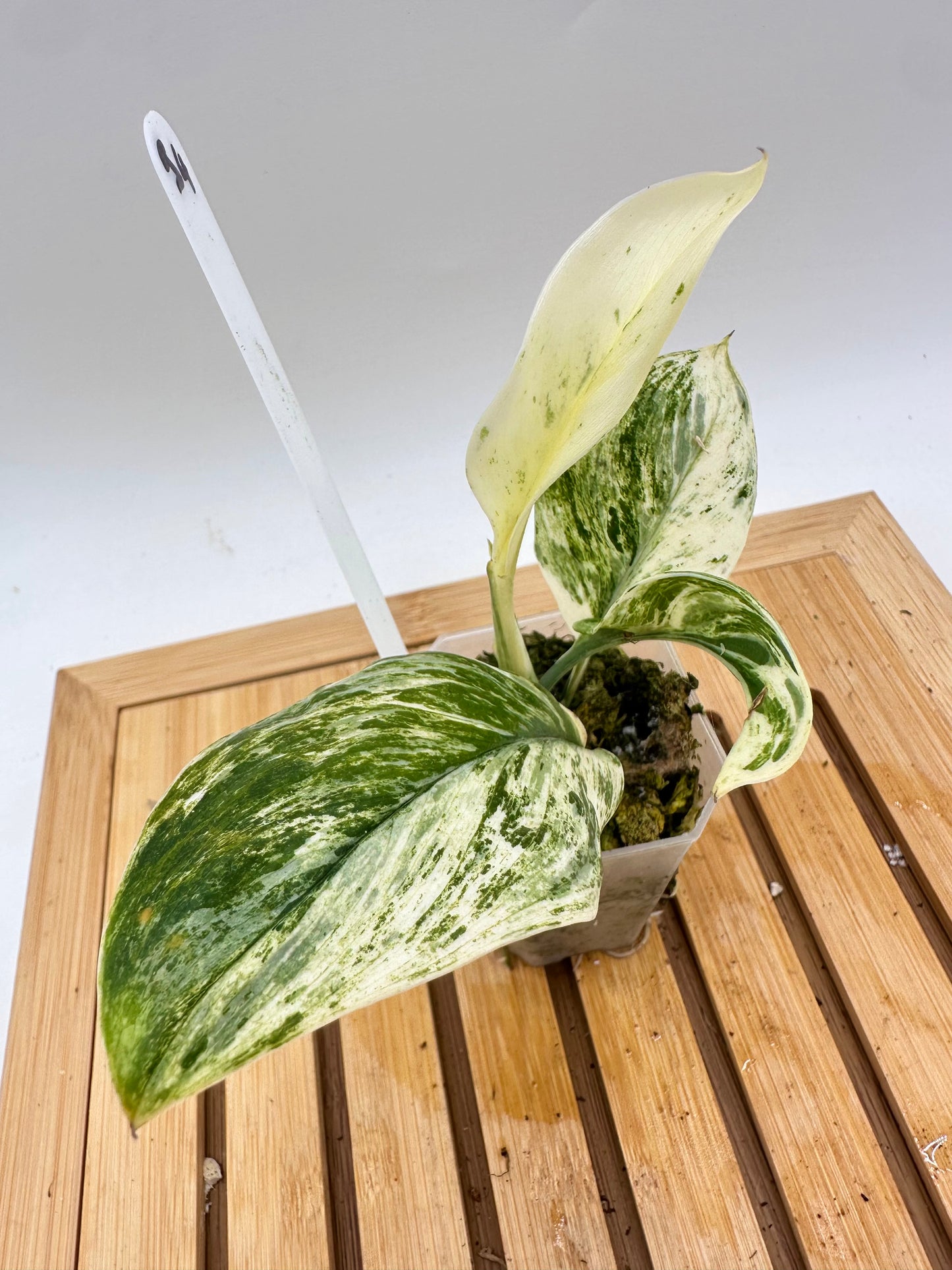 Scindapsus Treubii White Marble
